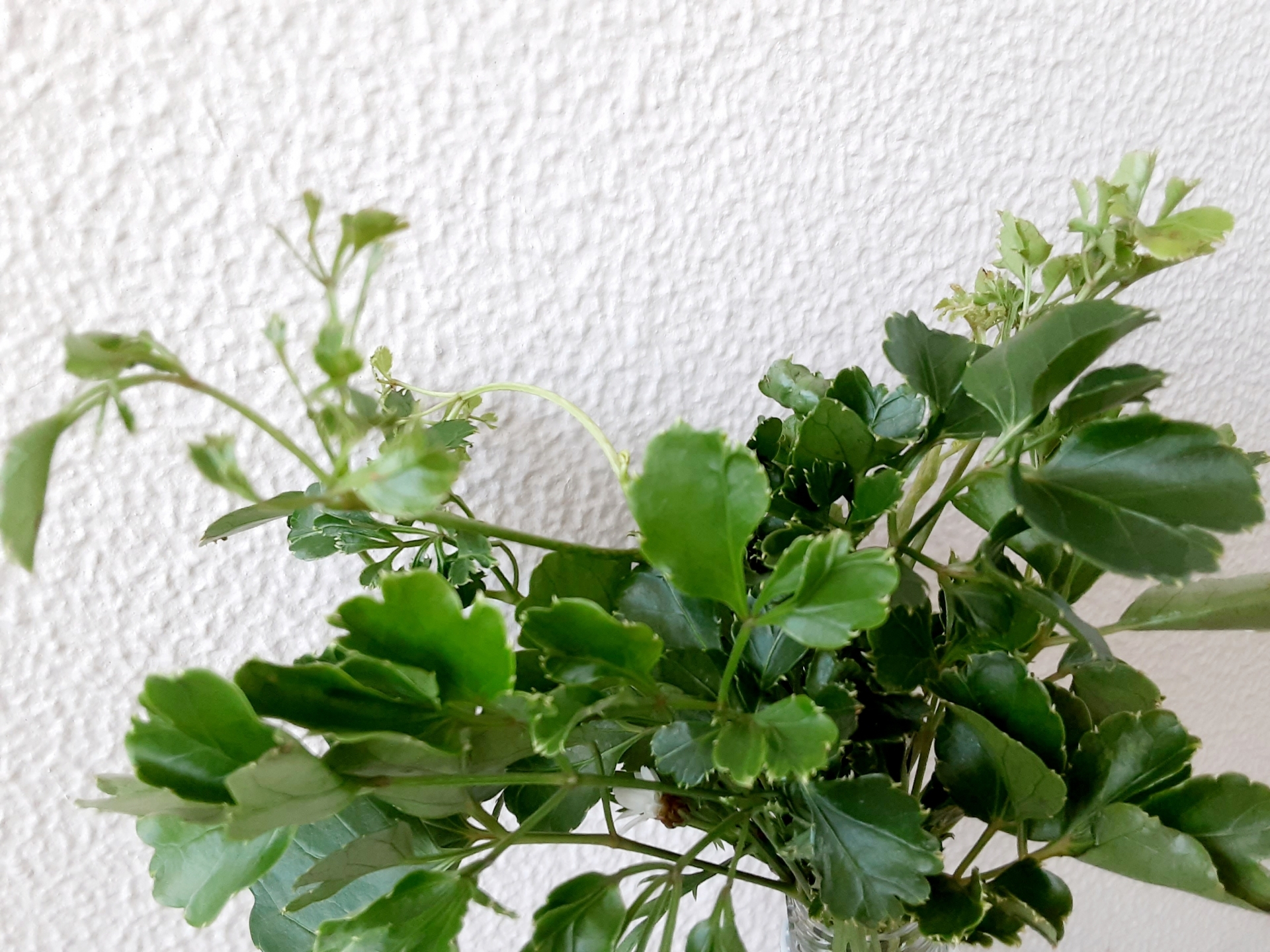 ポリシャスの育て方