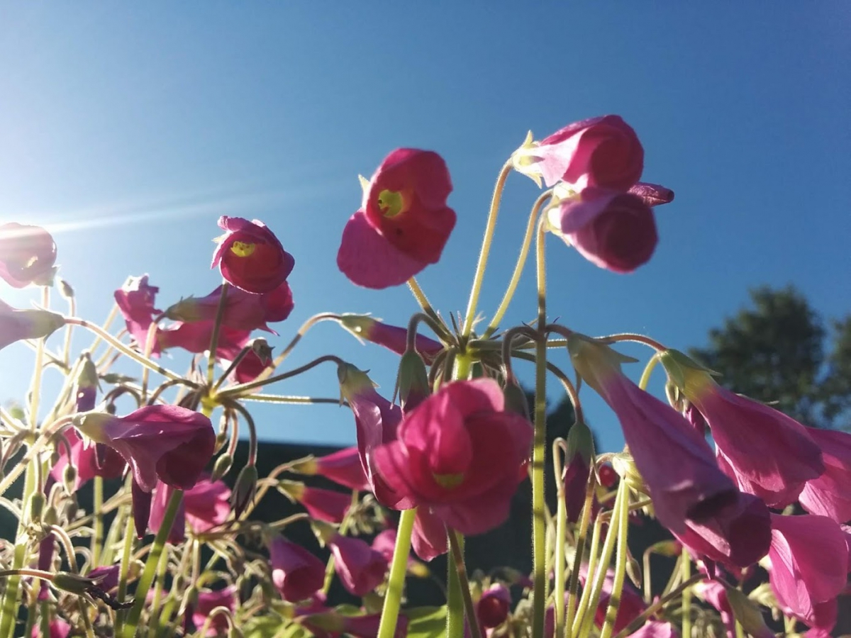 夏咲きオキザリスの育て方…一部を除いて栽培は難しい
