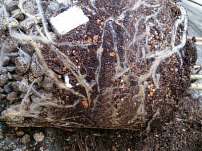 カサブランカの植え替え:ギチギチの根