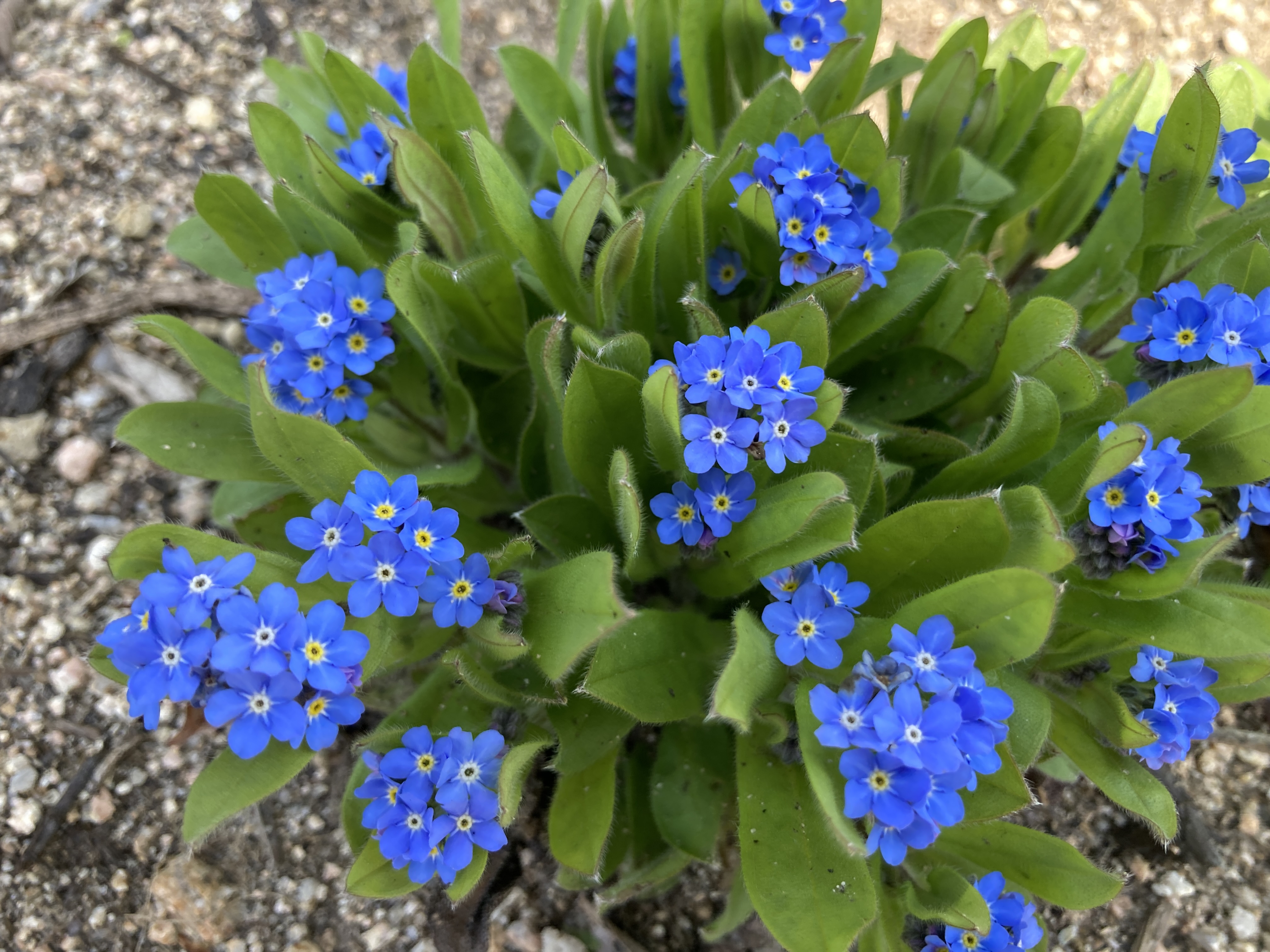 勿忘草 勿忘草（ワスレナグサ）