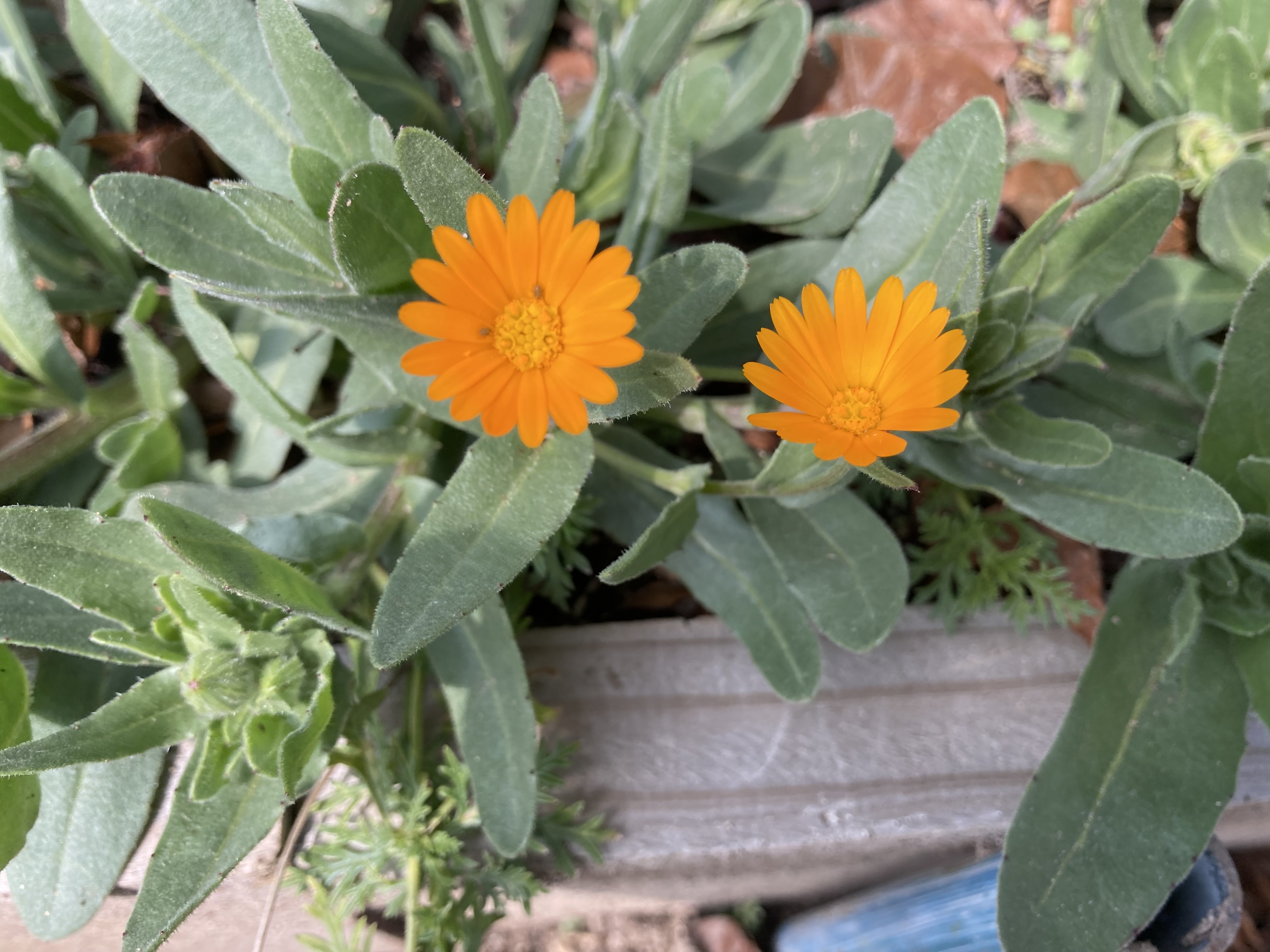 カレンデュラページ 11f29fcaefOryvWG.jpeg