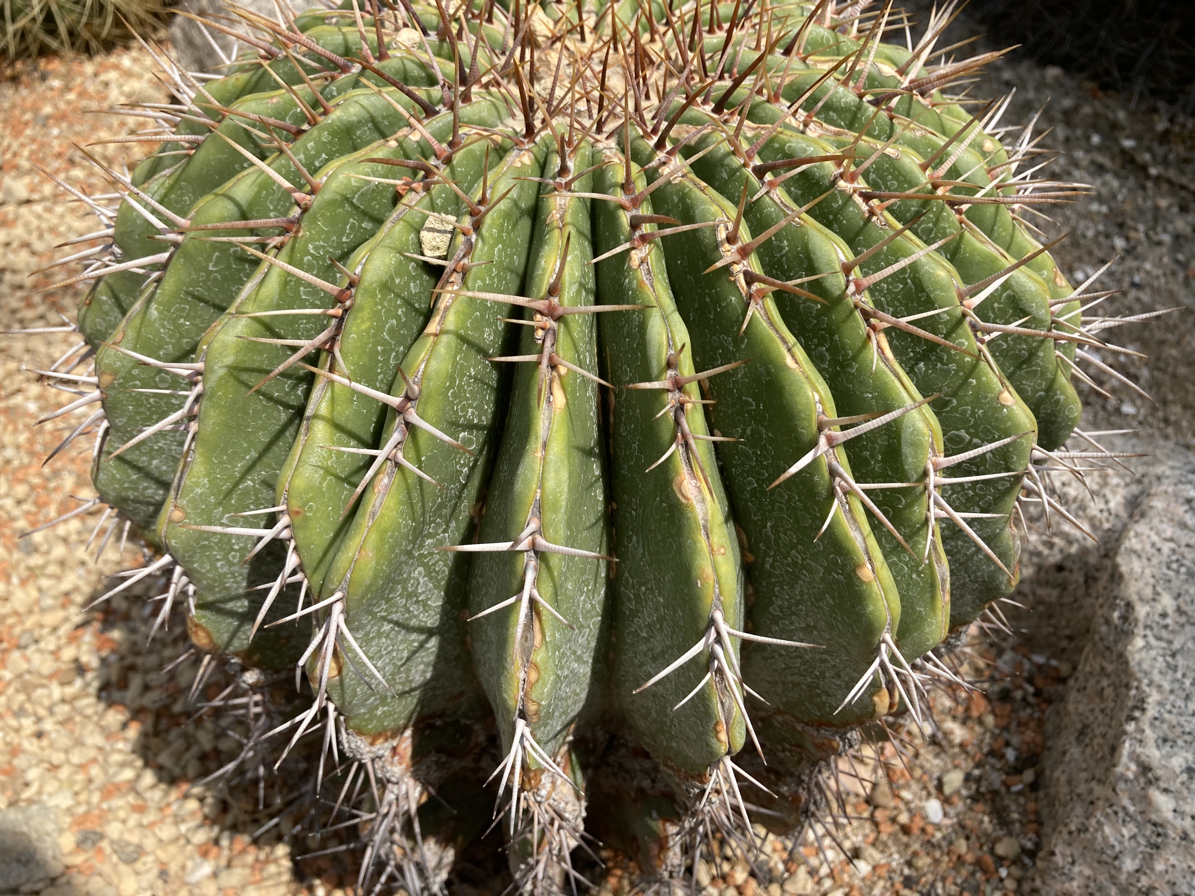 エキノカクタス　イワオ 12a37bcddcvgda3M.jpeg