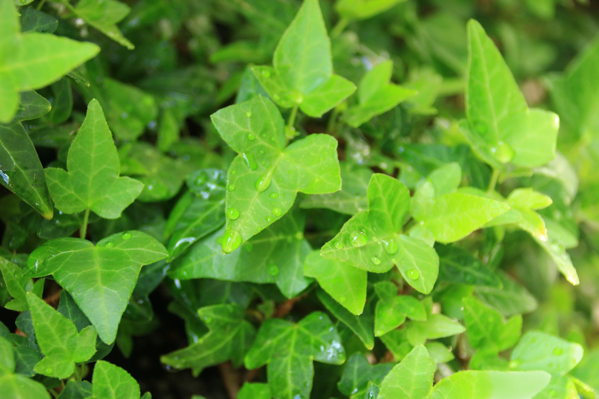 ヘデラの庭植えの注意点