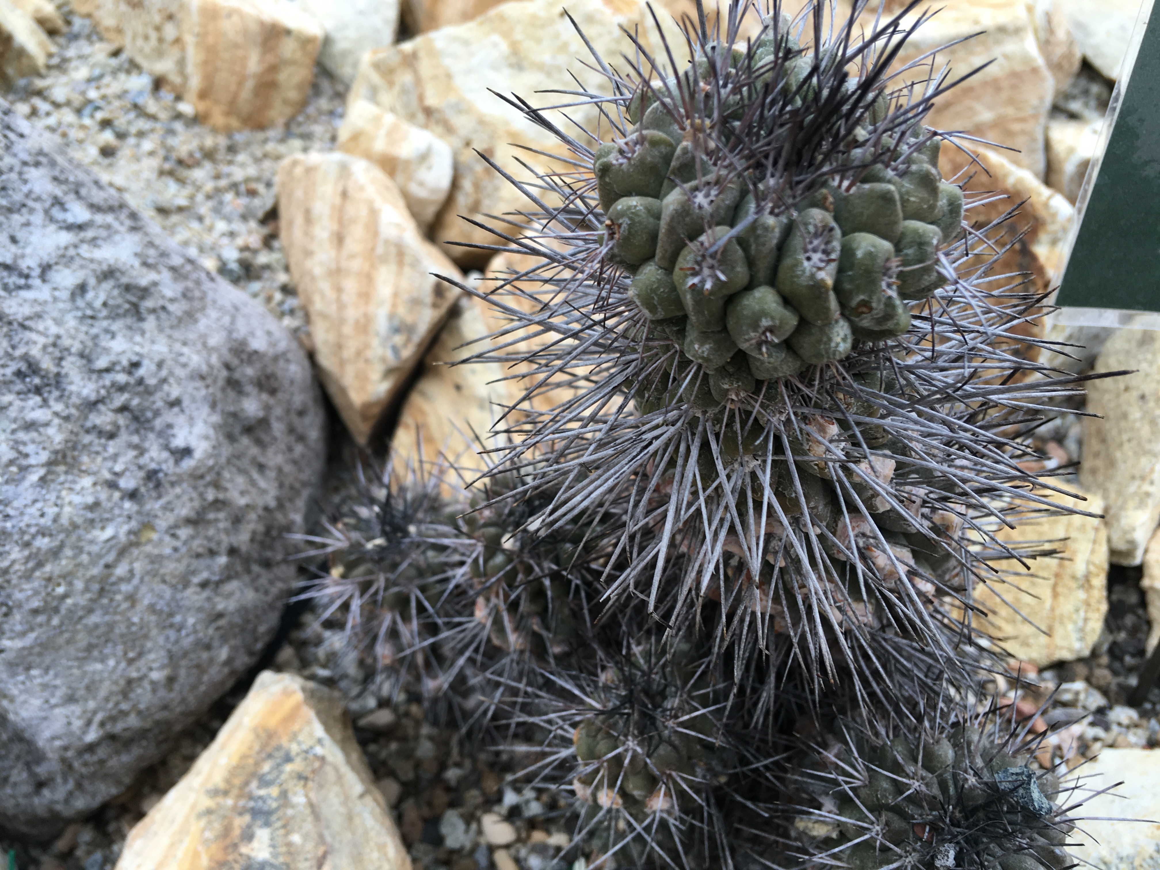 コピアポア 竜爪玉 160387d56605j9dy.jpeg