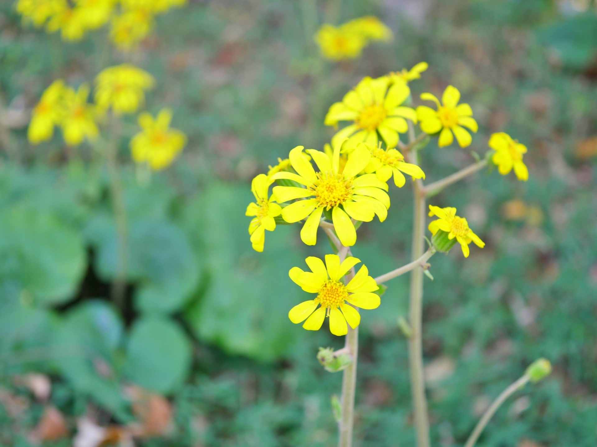 ツワブキ 石蕗 の育て方
