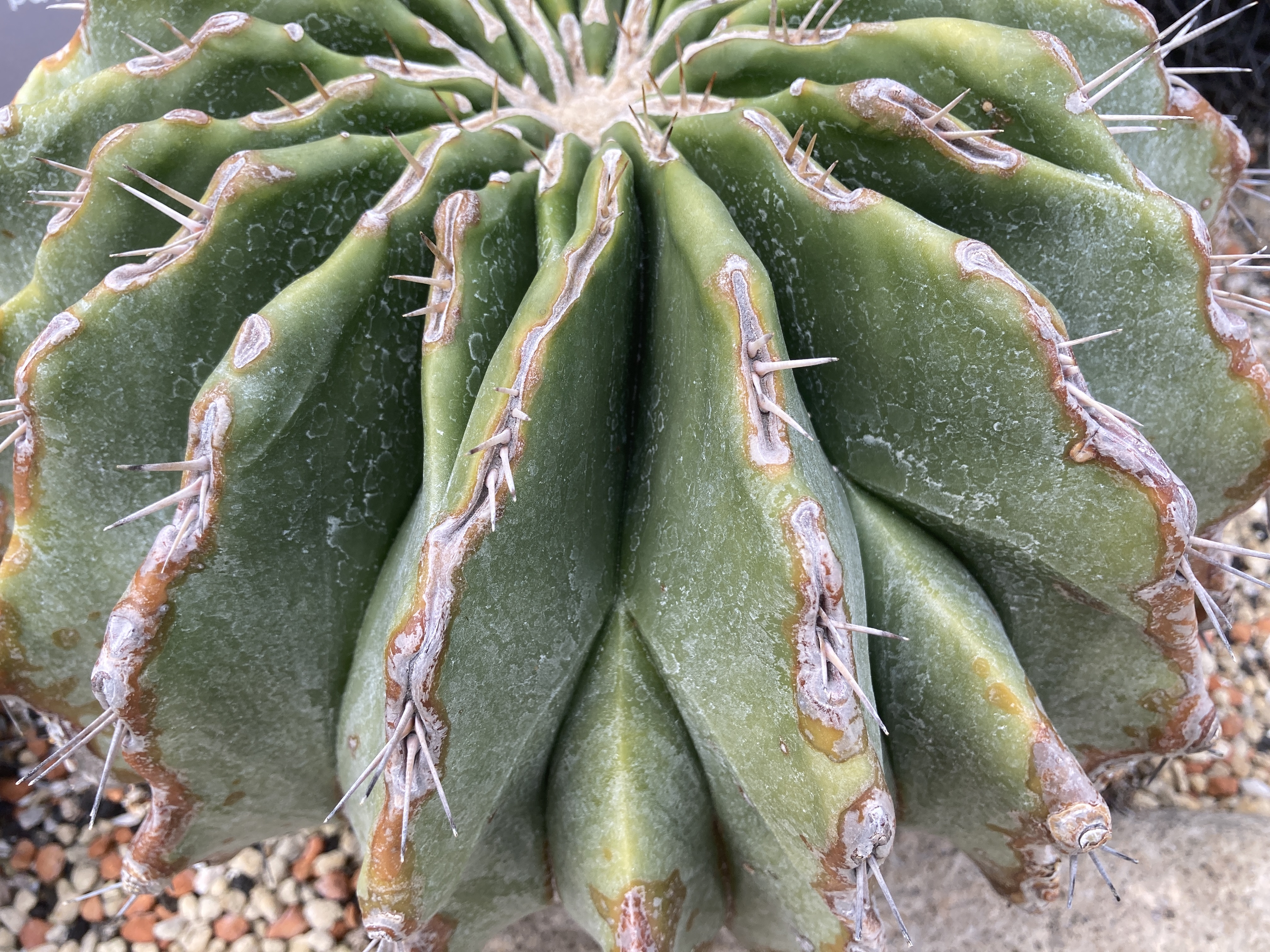 エキノカクタス 鬼頭丸 - 植物/観葉植物