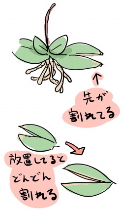 胡蝶蘭の葉っぱが割れた時の対処法
