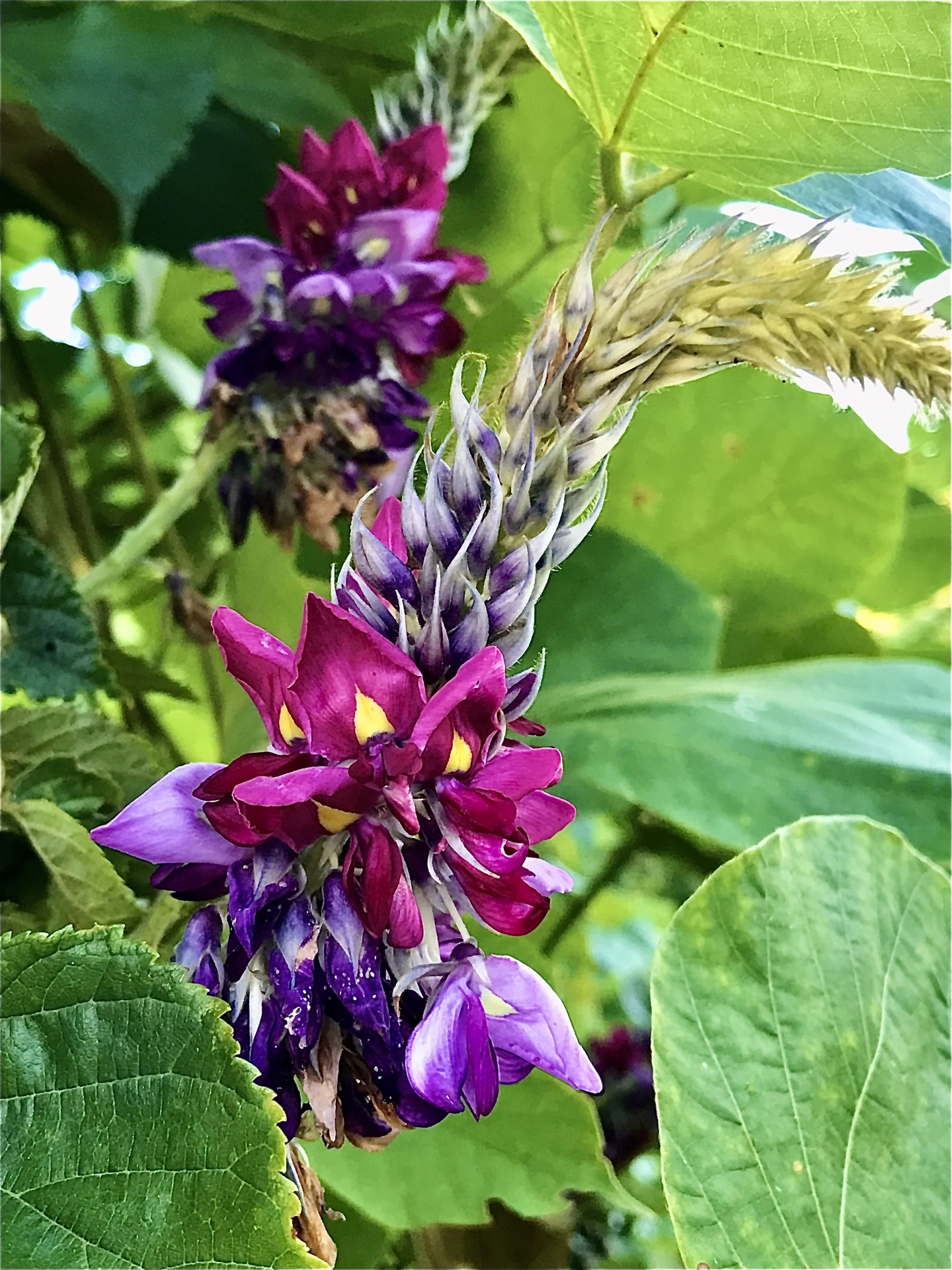 クズ 葛 の育て方 駆除の方法もまとめ