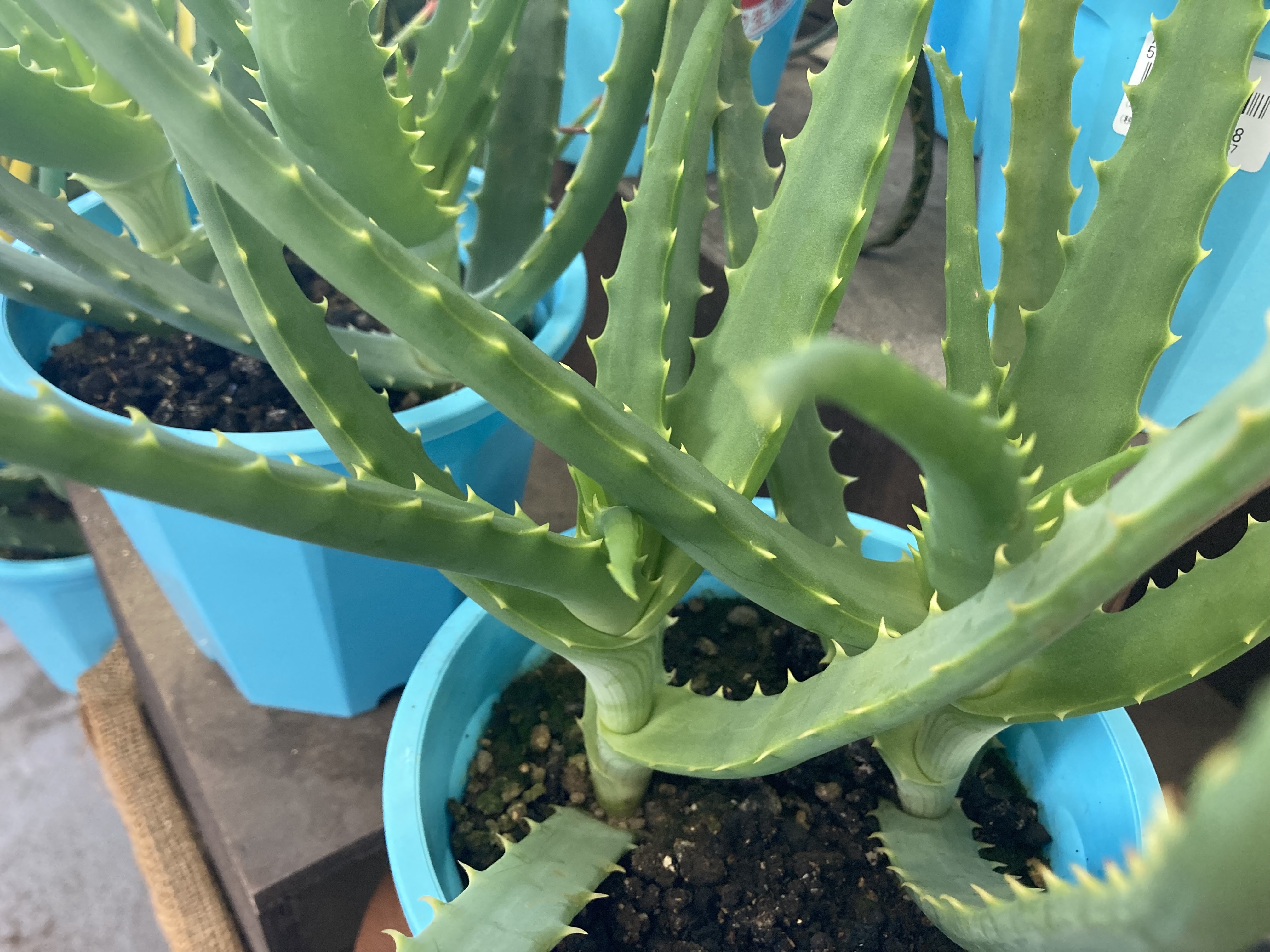 多肉植物 アロエ属 テンプラ(根付き苗です) img_cache_q_8922_1_1617724199_