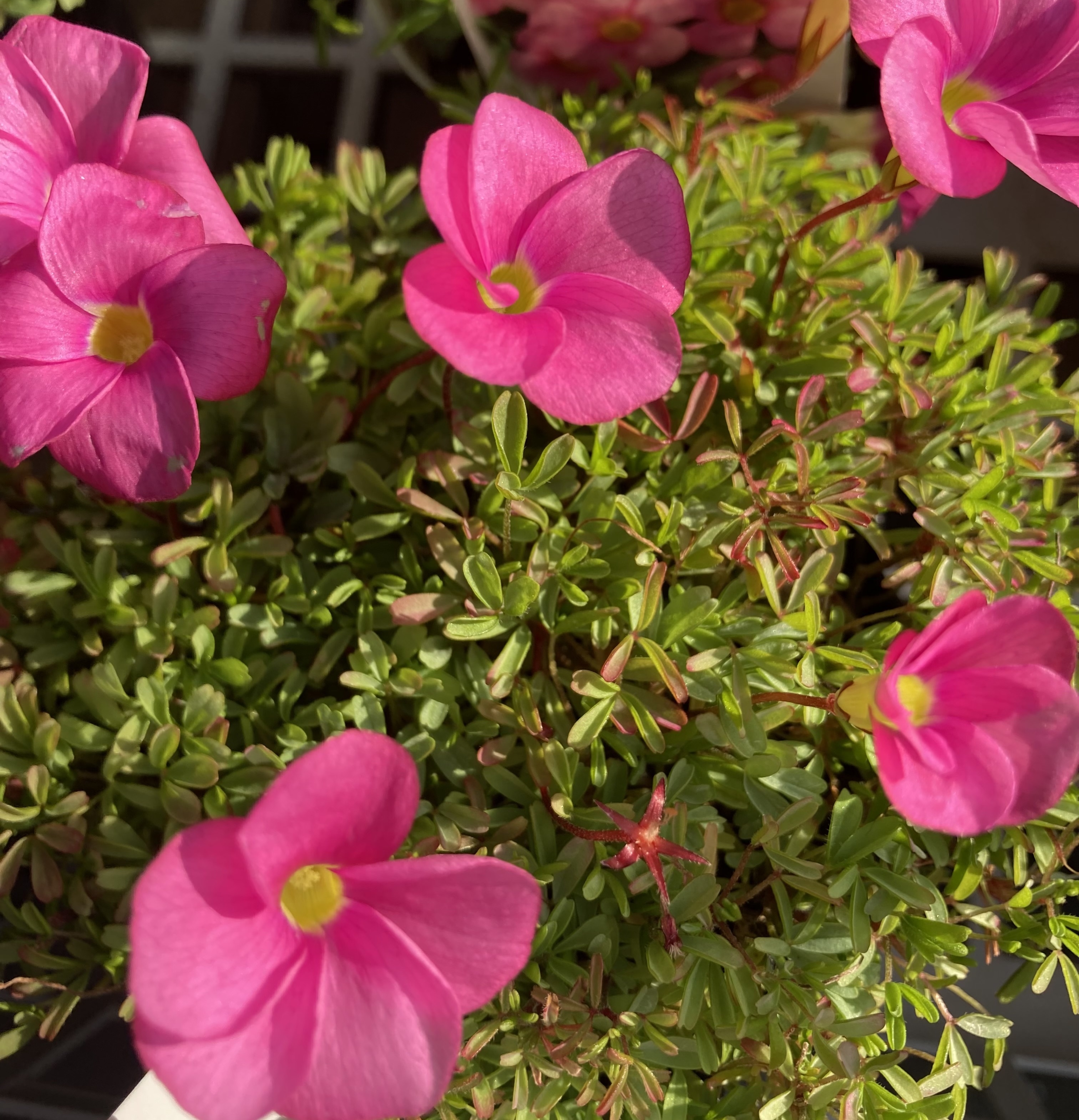 オキザリス　桃の輝き オキザリス・桃の輝きの育て方…曇りの日や夕方には花が閉じます