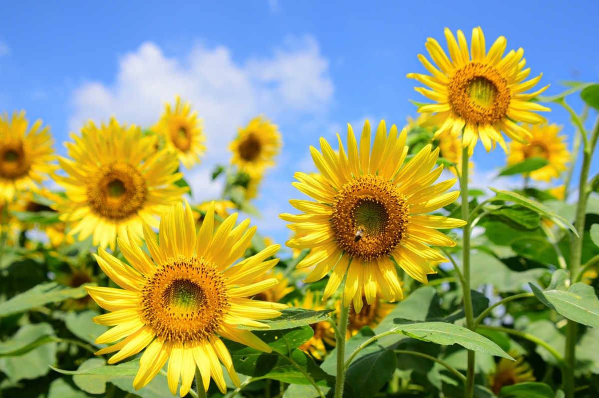 ヒマワリを庭 畑 に植える手順と支柱