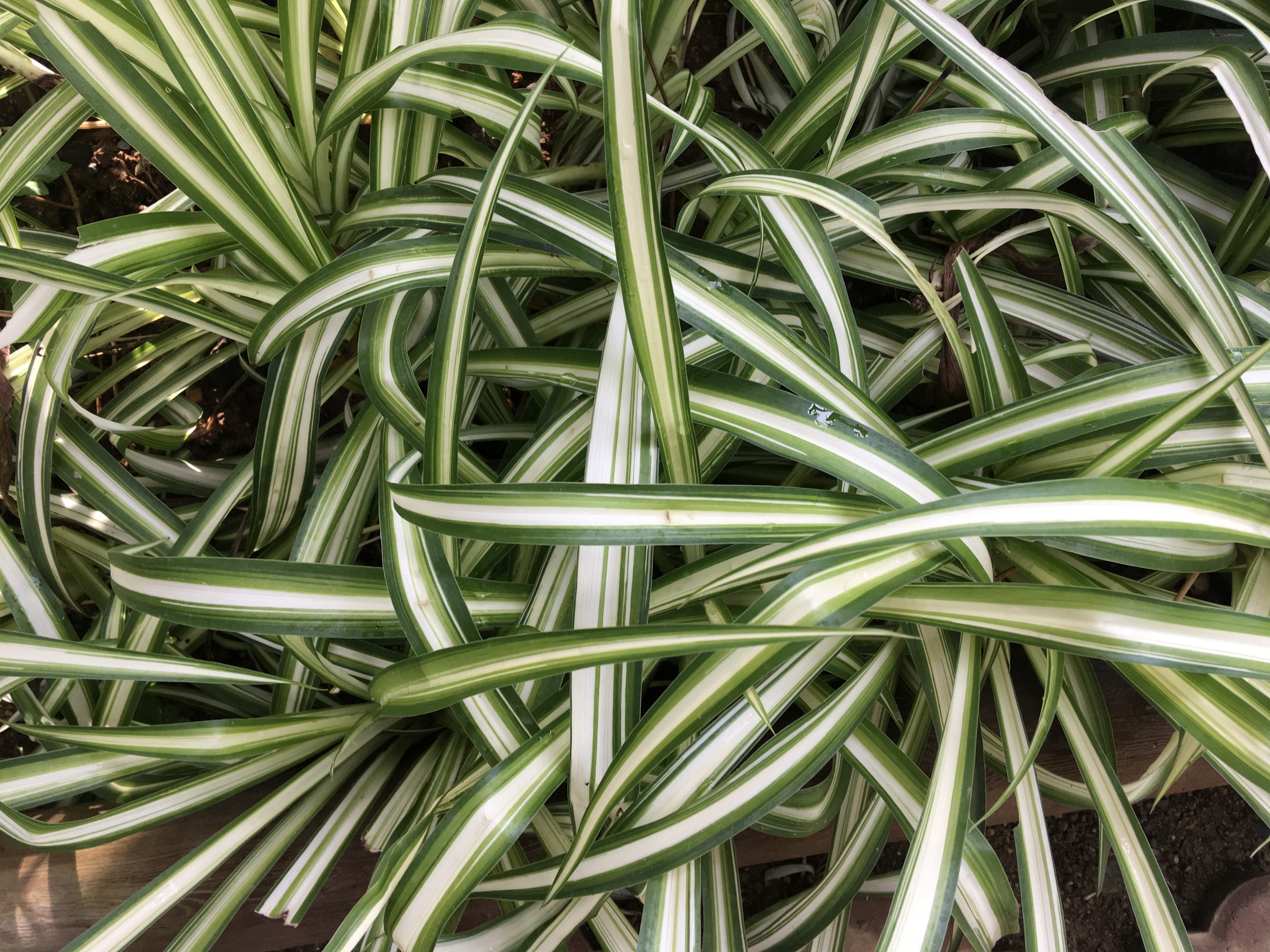 ヒロハオリヅルランの育て方