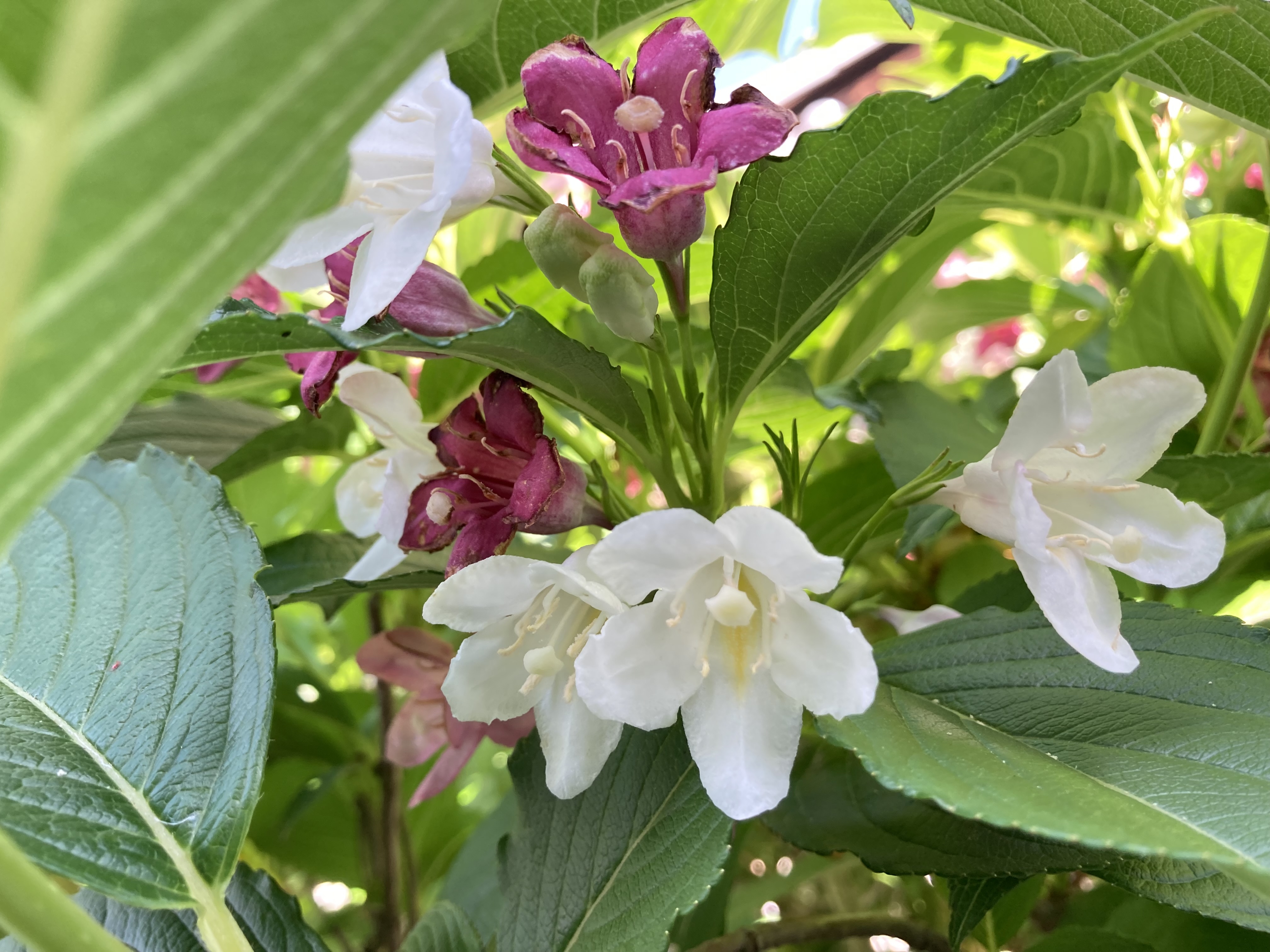 ハコネウツギの育て方