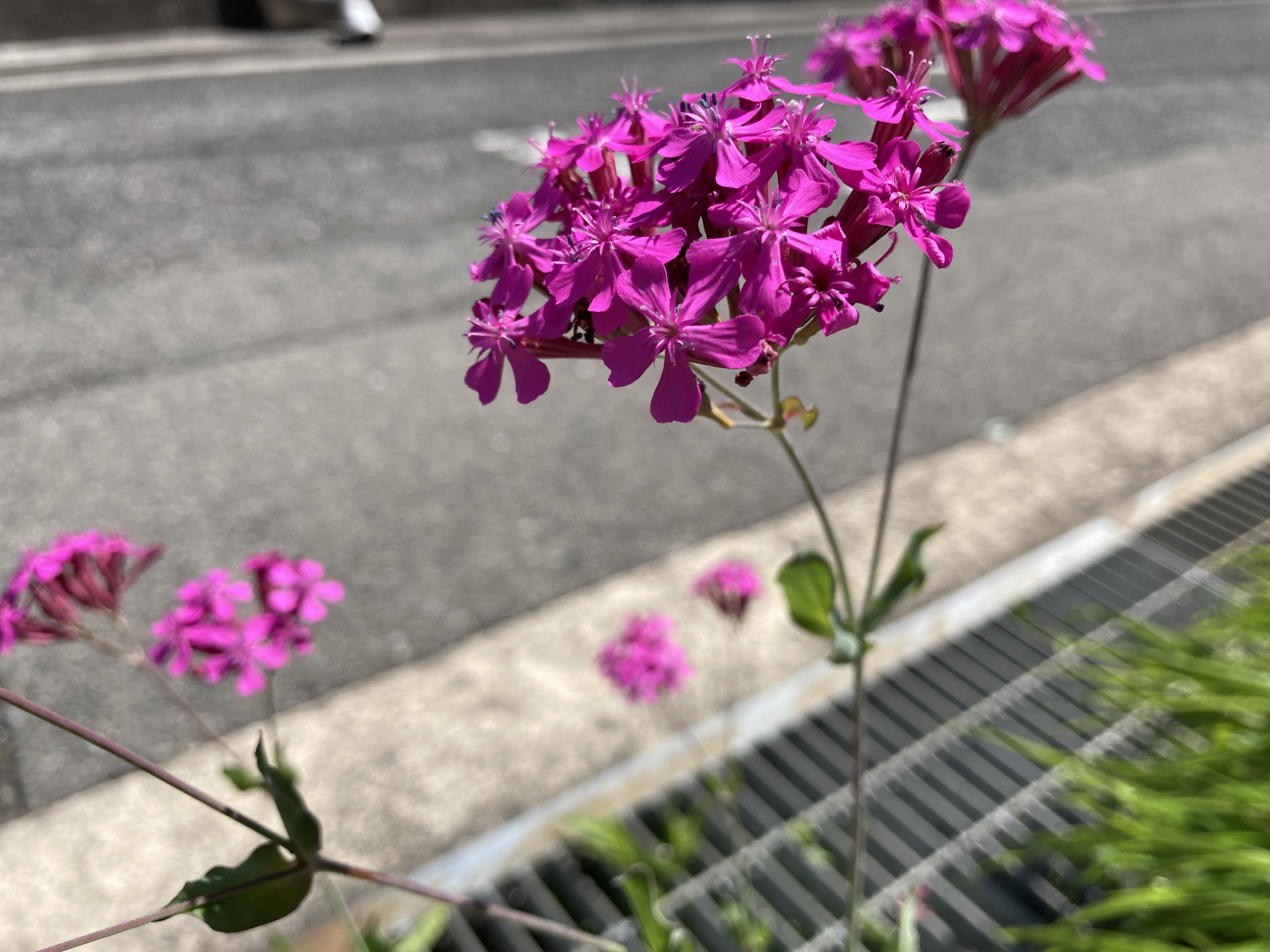 ムシトリナデシコの育て方…苗も販売してるのでこれを植える