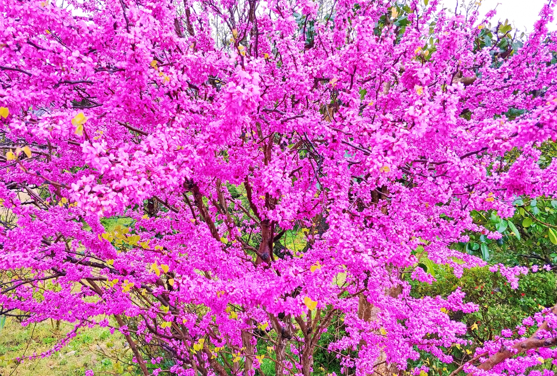 ハナズオウ 花蘇芳 の育て方