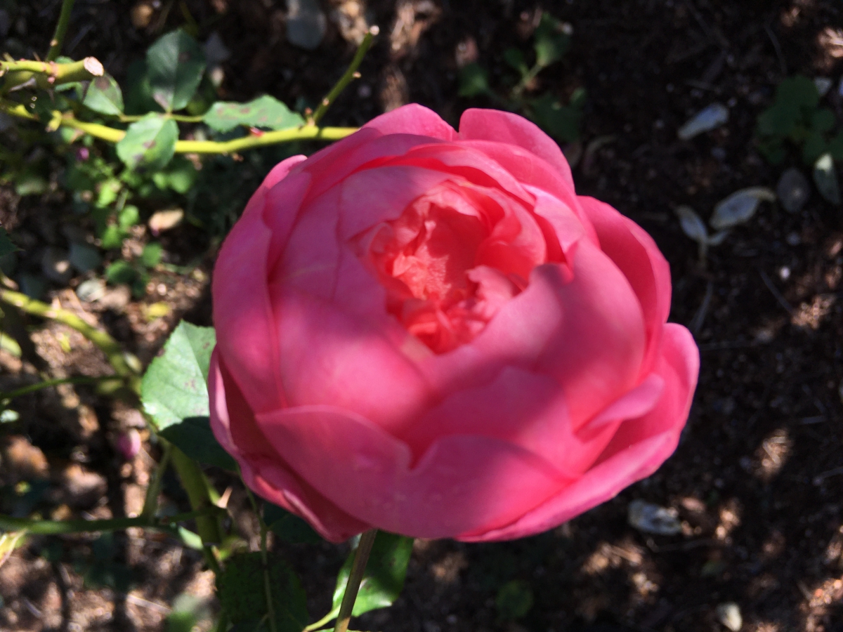 ボスコベル 魅力的な深いサーモンピンクのロゼット咲き イングリッシュローズ