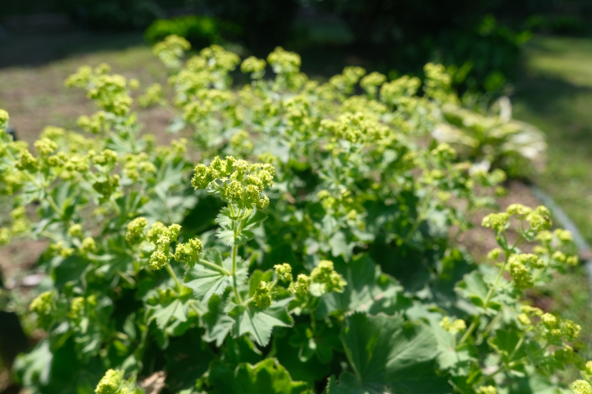 アルケミラモリスの育て方