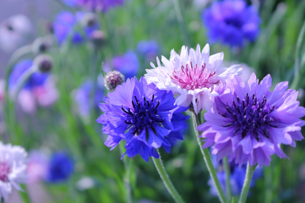 蜜源植物 蝶や蜂を呼び寄せる植物の一覧 バタフライガーデンにどうぞ