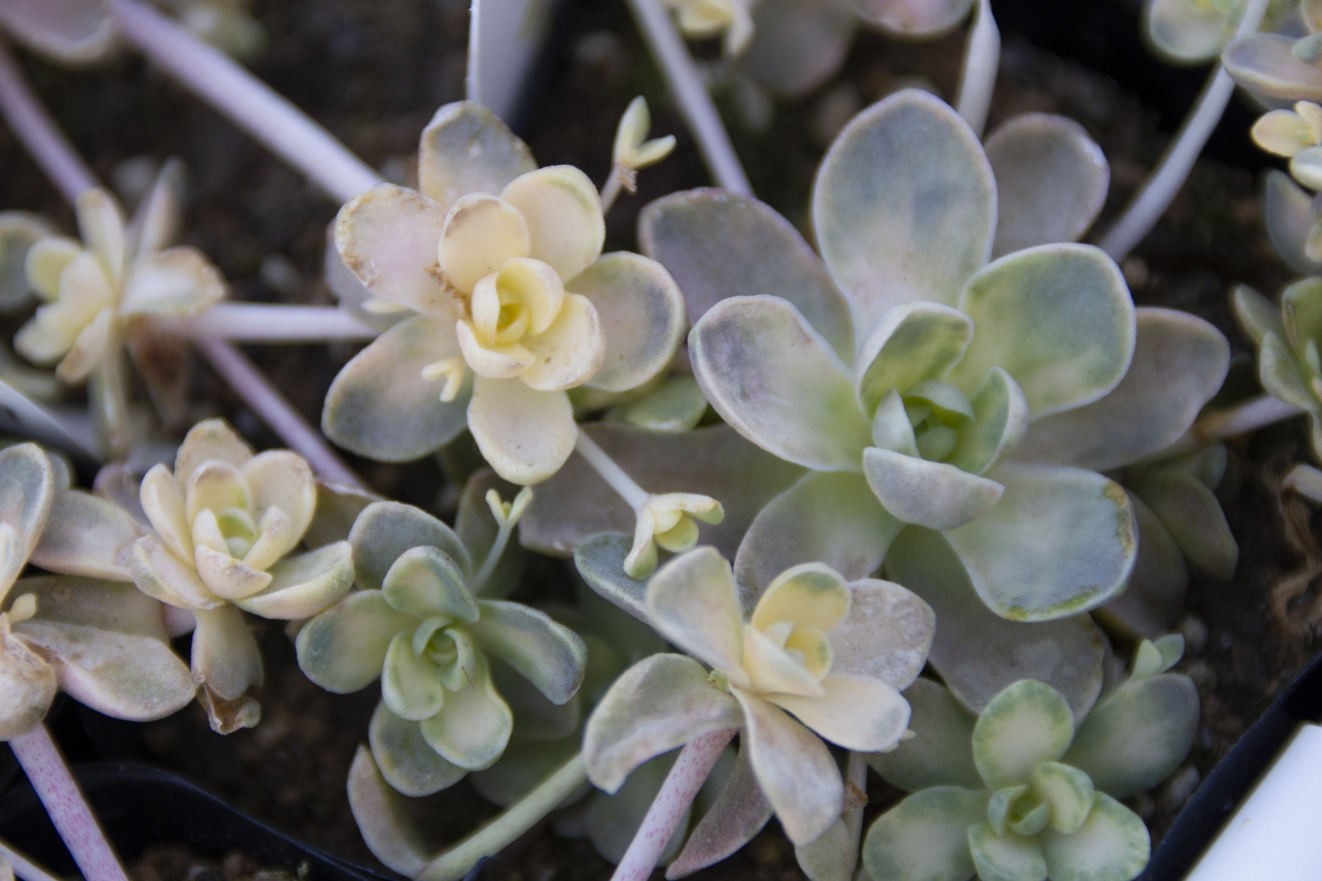 子持ち蓮華の育て方