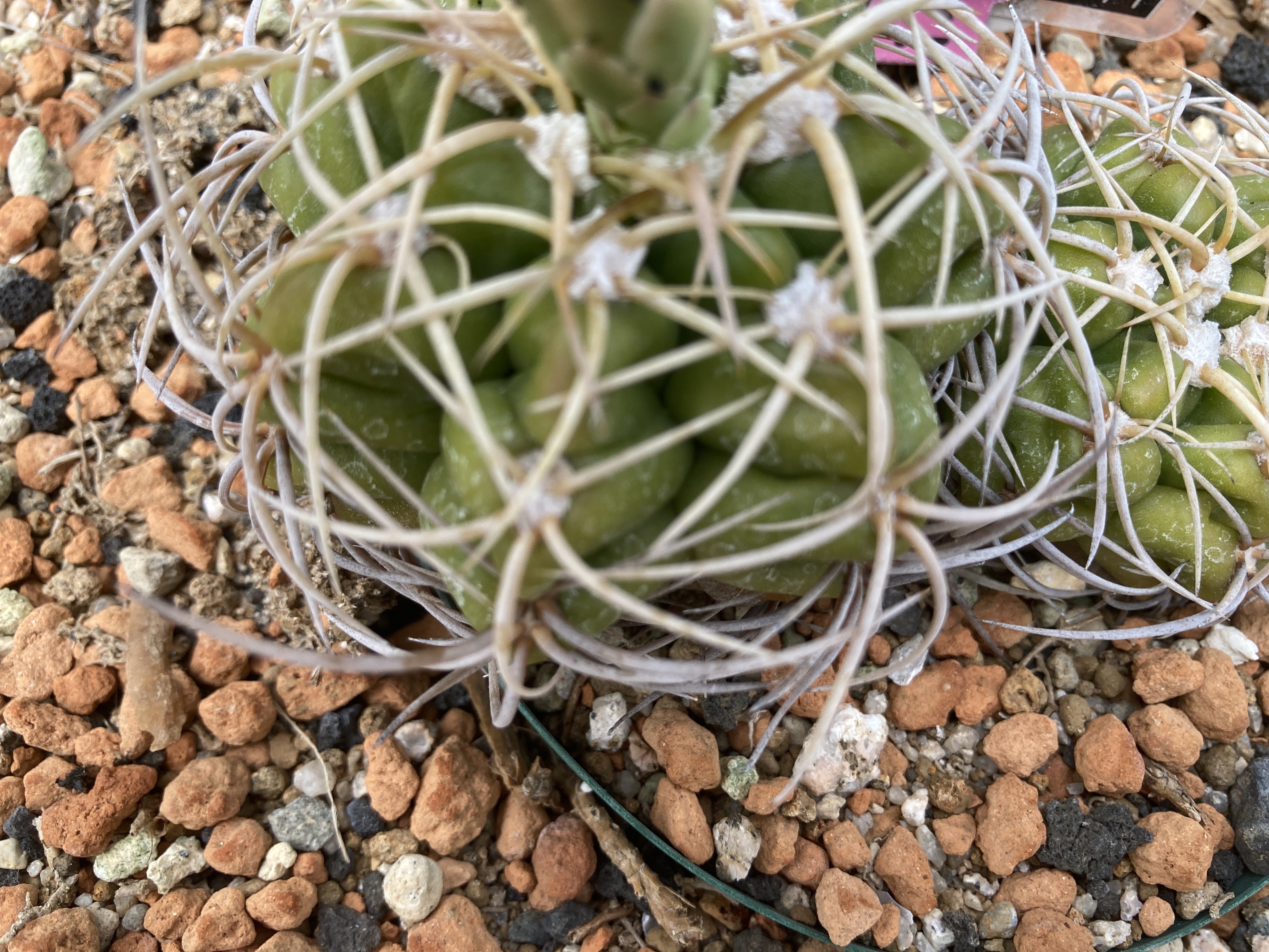 EMP ギムノカリキウム 怪竜丸 錦 実生 / CT88 Gymnocalycium