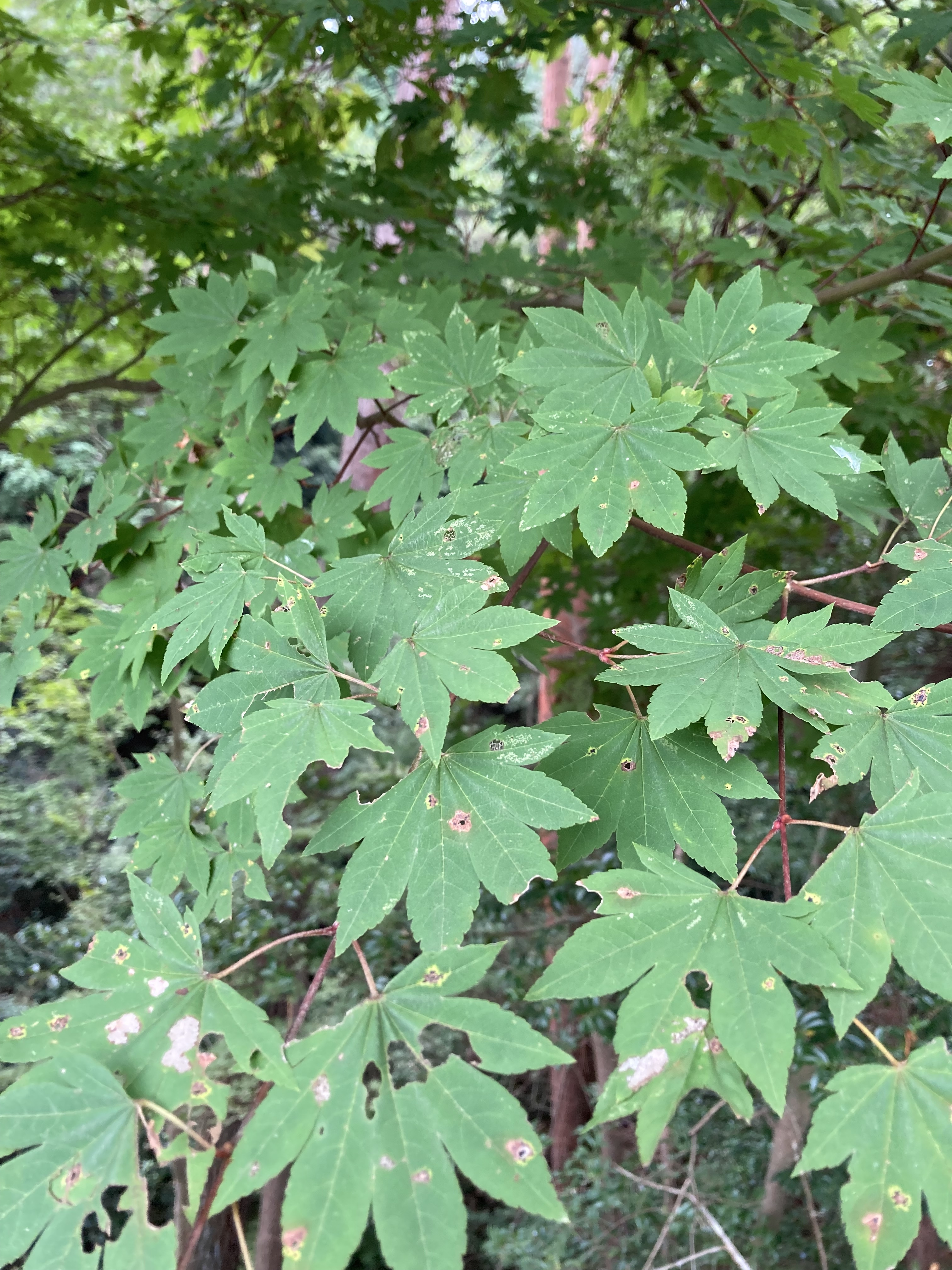 イタヤモミジ（コハウチワカエデ）の育て方