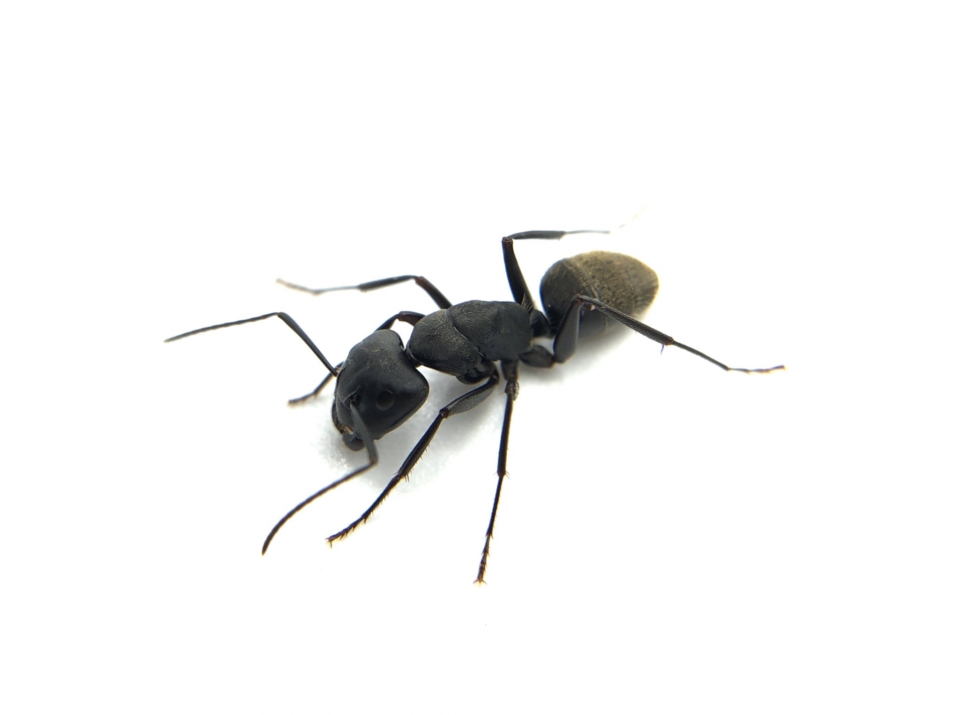 蟻 アリ