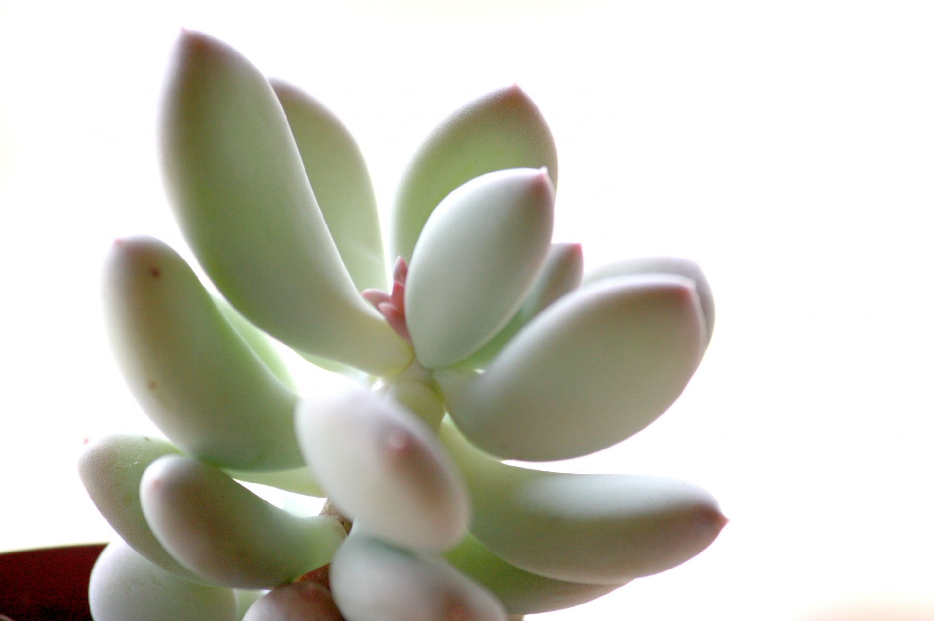 桃美人（多肉）の育て方…増やし方は？