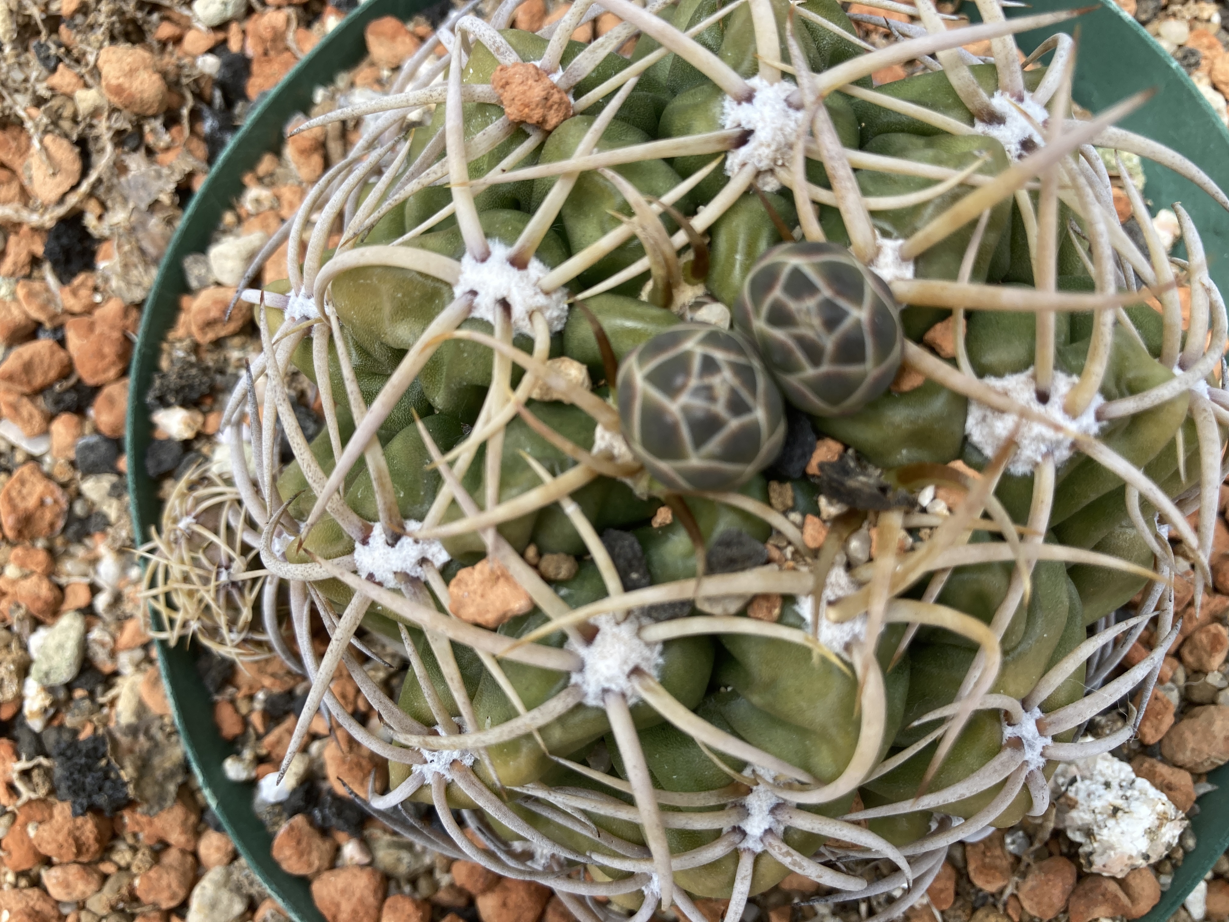 ギムノカリキウム　海王丸　良タイプ ギムノカリキウム：カイオウマル（海王丸）2.5号 の通販 | 園芸