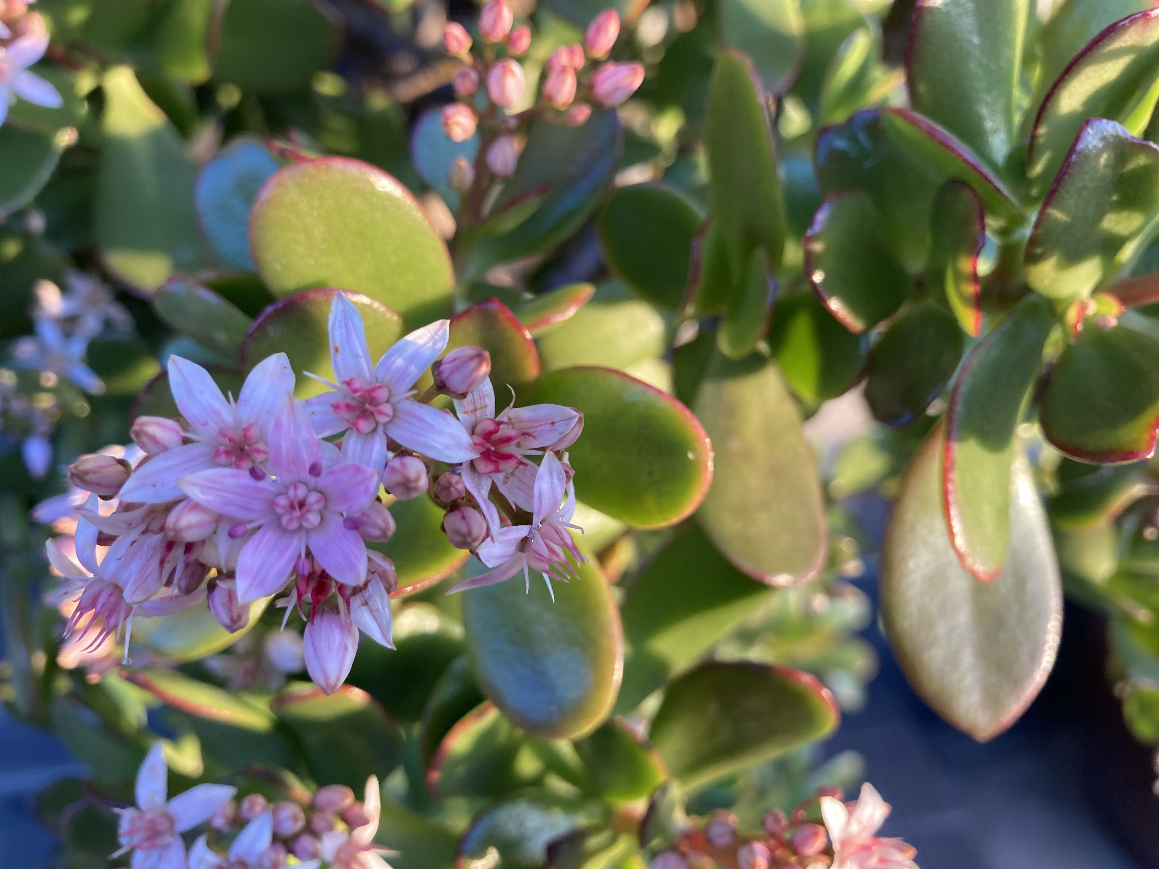 金のなる木 フチベニベンケイ 花月 縁起物 多肉植物 6号鉢 中株 金の