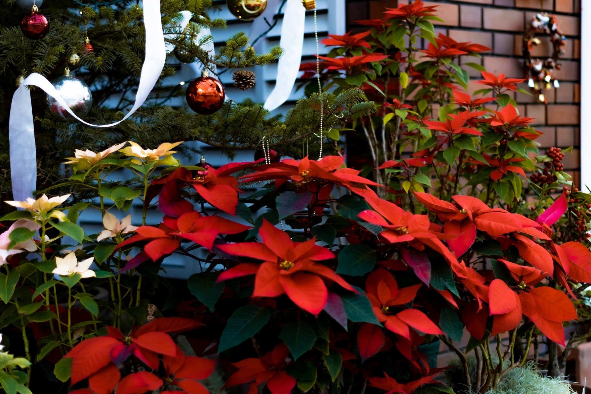 12月のポインセチアの管理