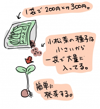 小松菜の栽培手順