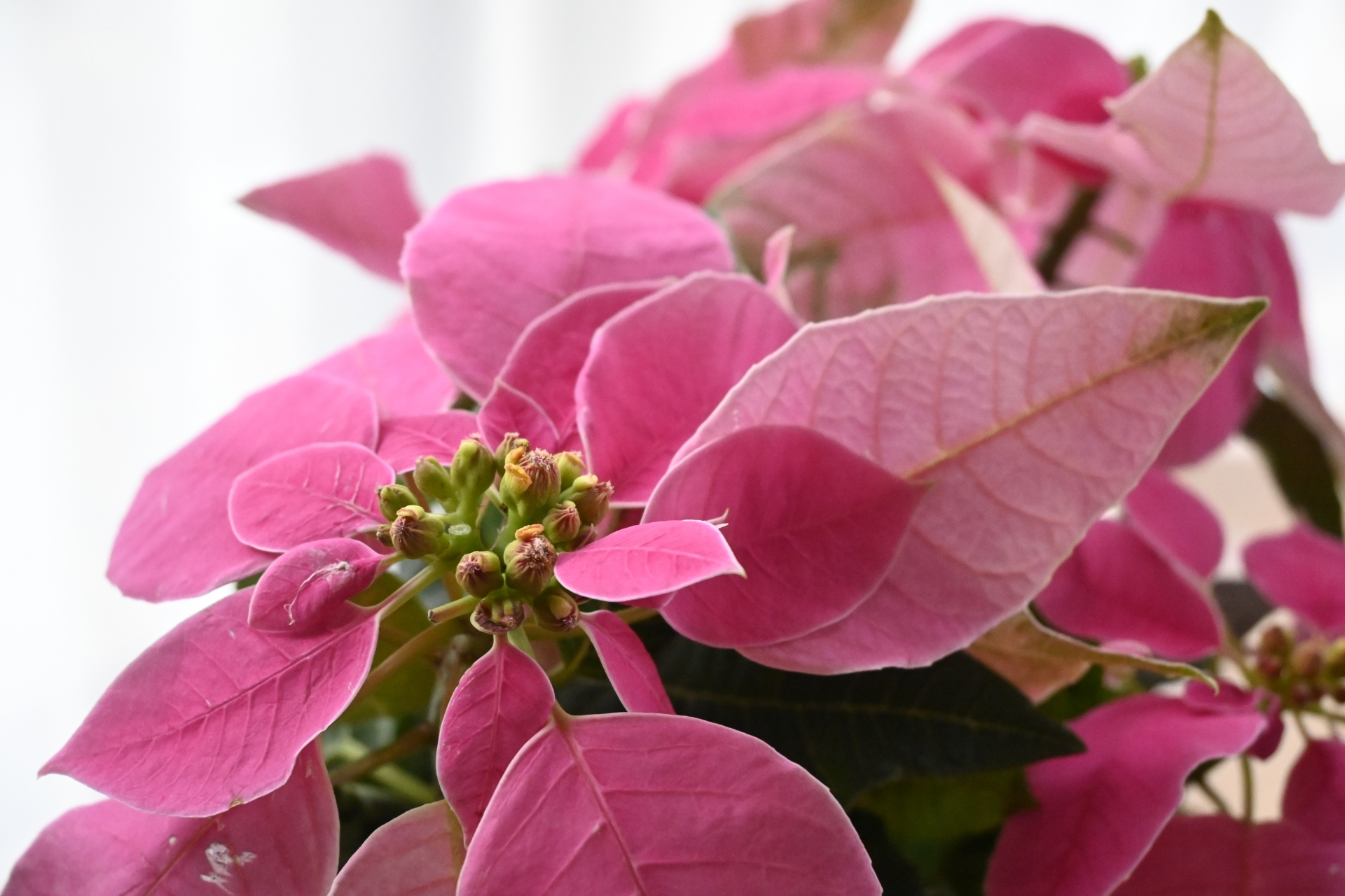 ポインセチアの葉が落ちて枯れたらどうすればいいか