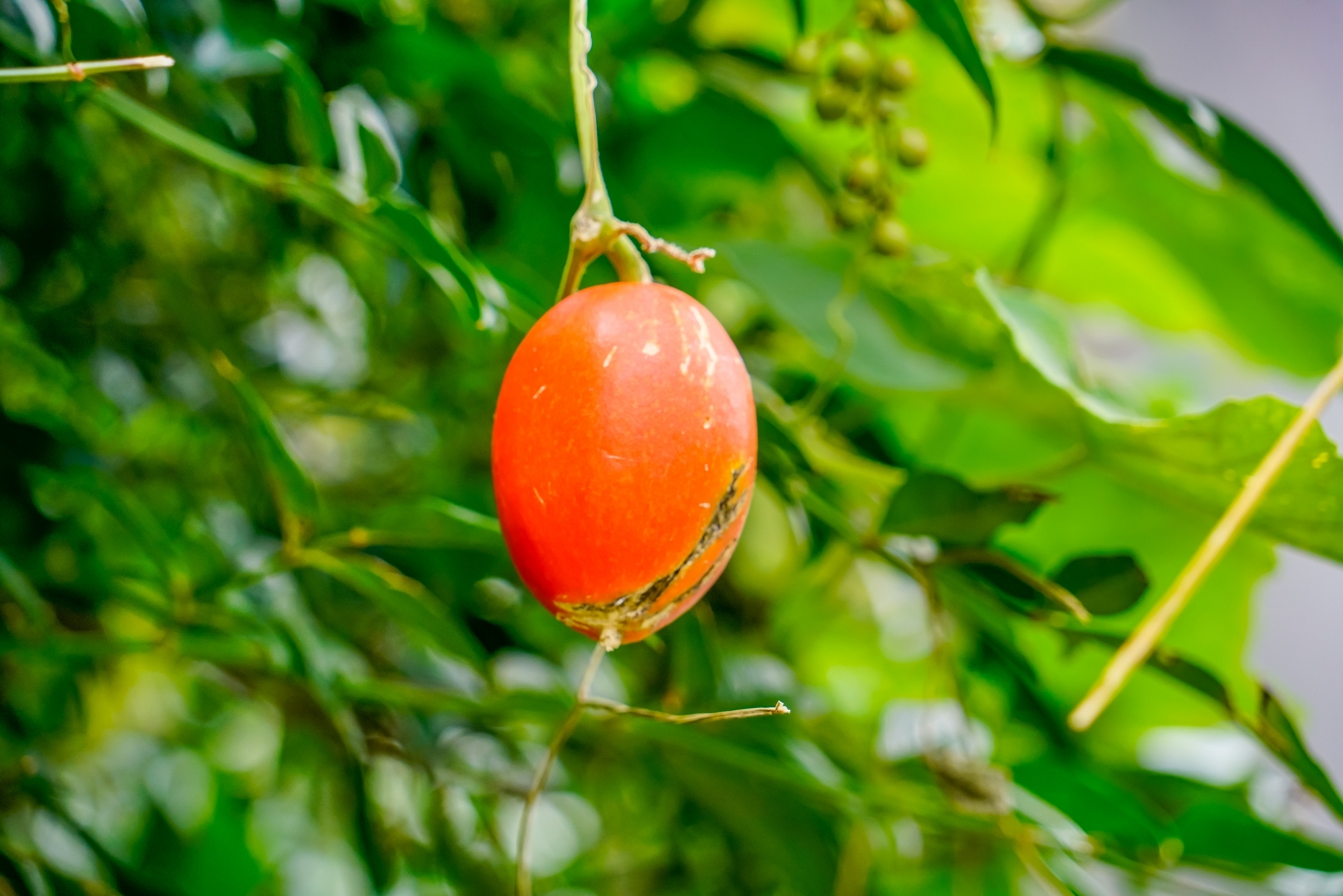 カラスウリ（烏瓜）の育て方…種まきの時期は？種から育てられる？