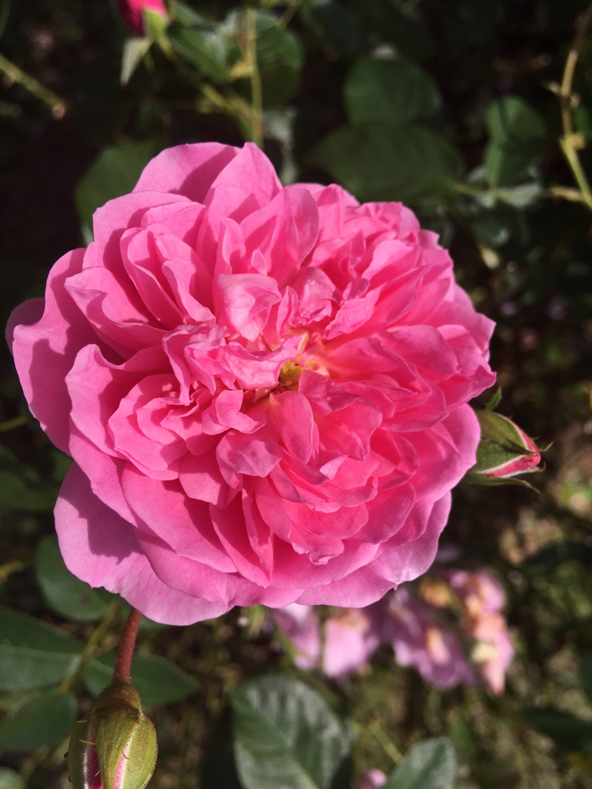 ハーロウカー 強い返り咲き性のピンクの八重咲き種