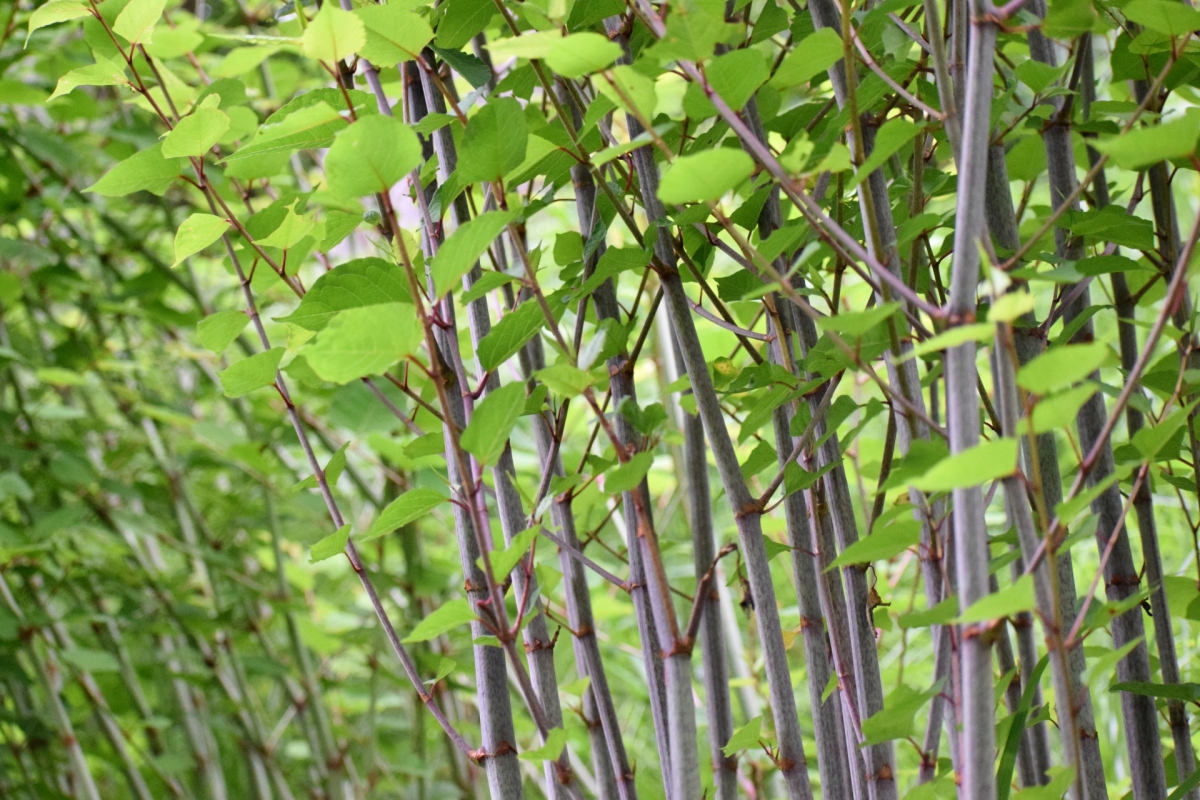 駆除が難しい雑草の一覧