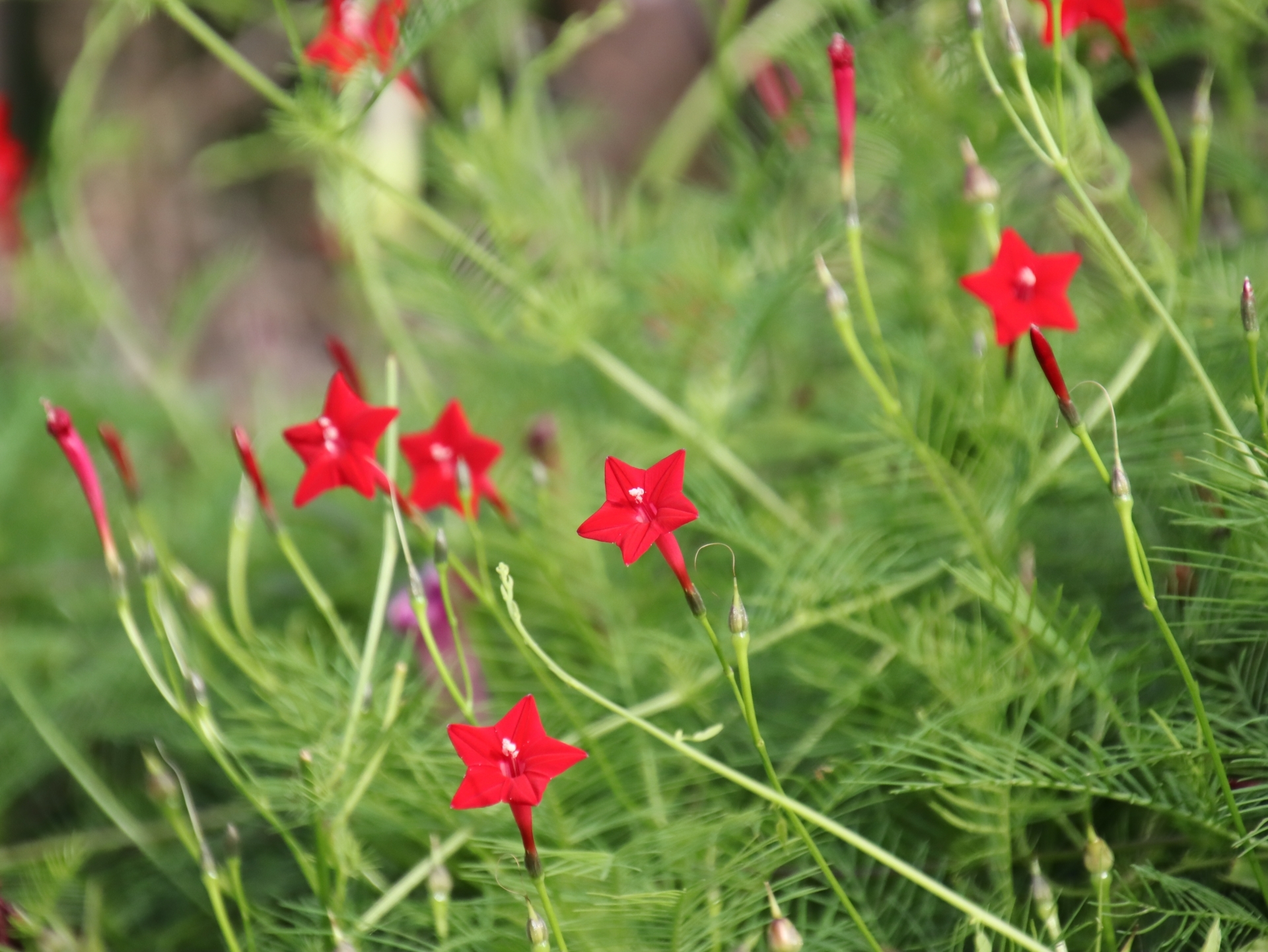 ルコウソウ 縷紅草 の育て方