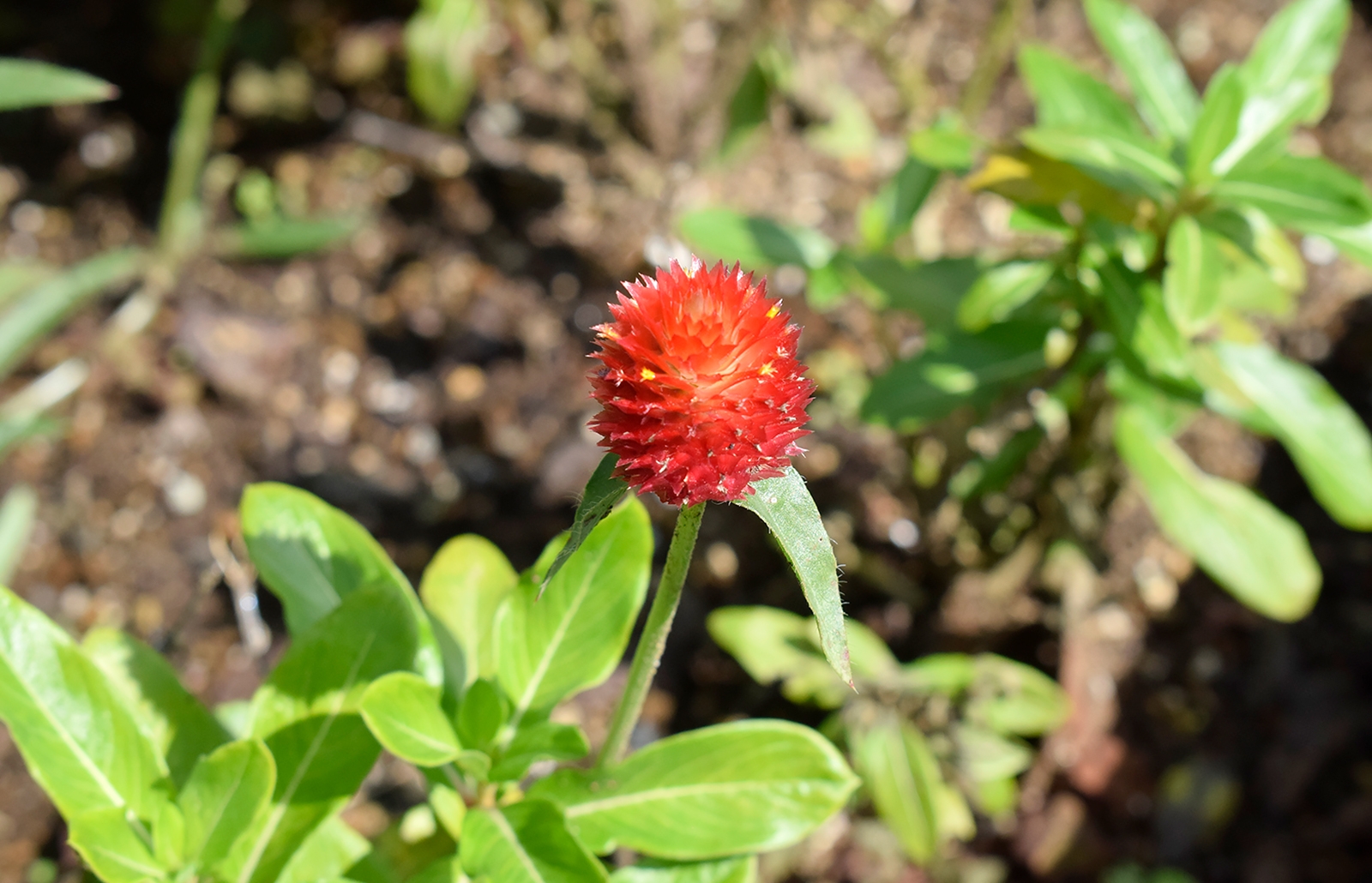 キバナセンニチコウ 黄花千日紅 の育て方