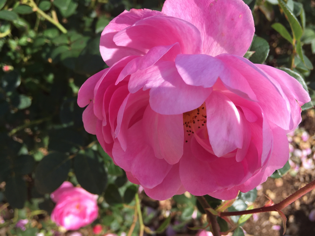 スカイラーク 鉢植えに適し 花ガラ剪定をすればよく返り咲きする スカイラーク 鉢植えに適し 花ガラ剪定をすればよく返り咲きする