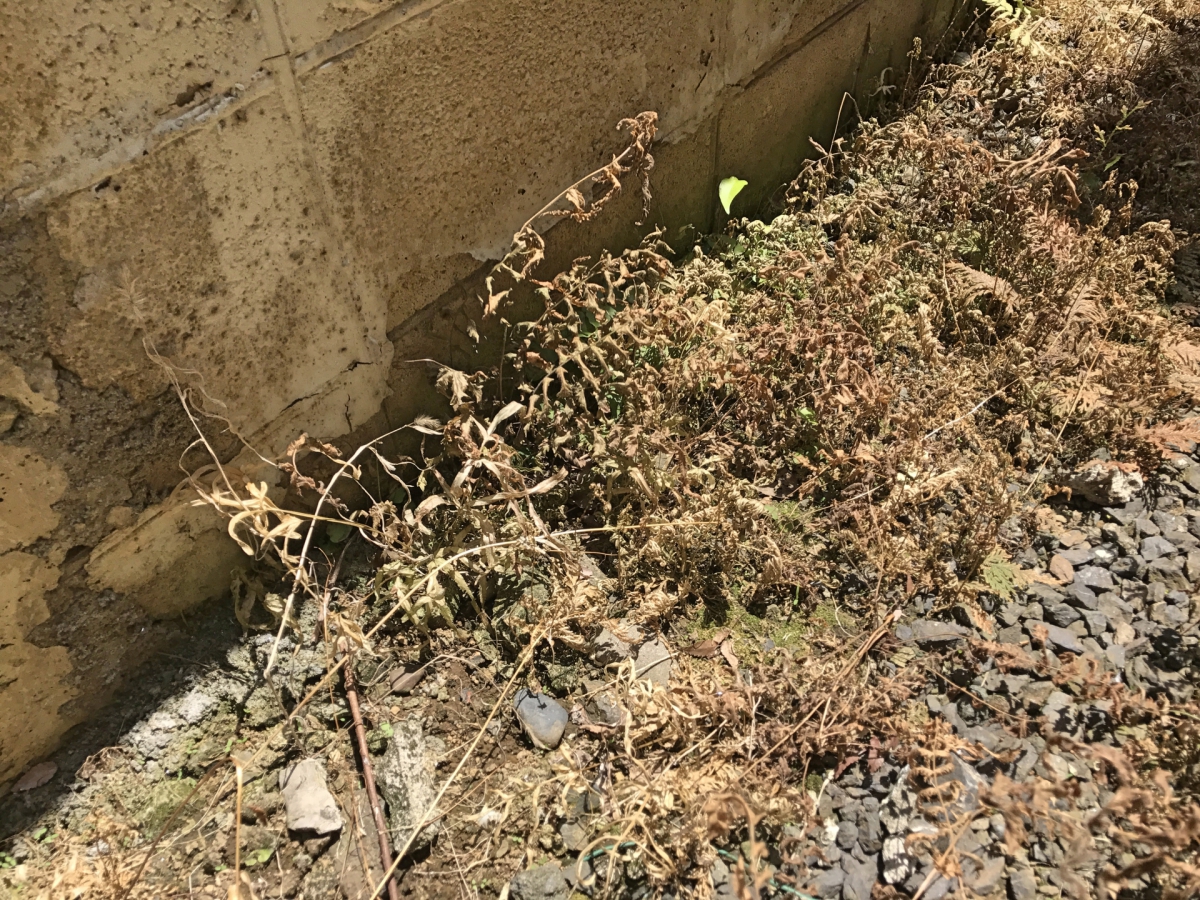 除草剤の選び方と使い方のコツなどまとめ グリホサート系など