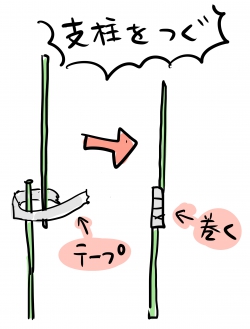 胡蝶蘭の支柱を立てる目的と方法:方法