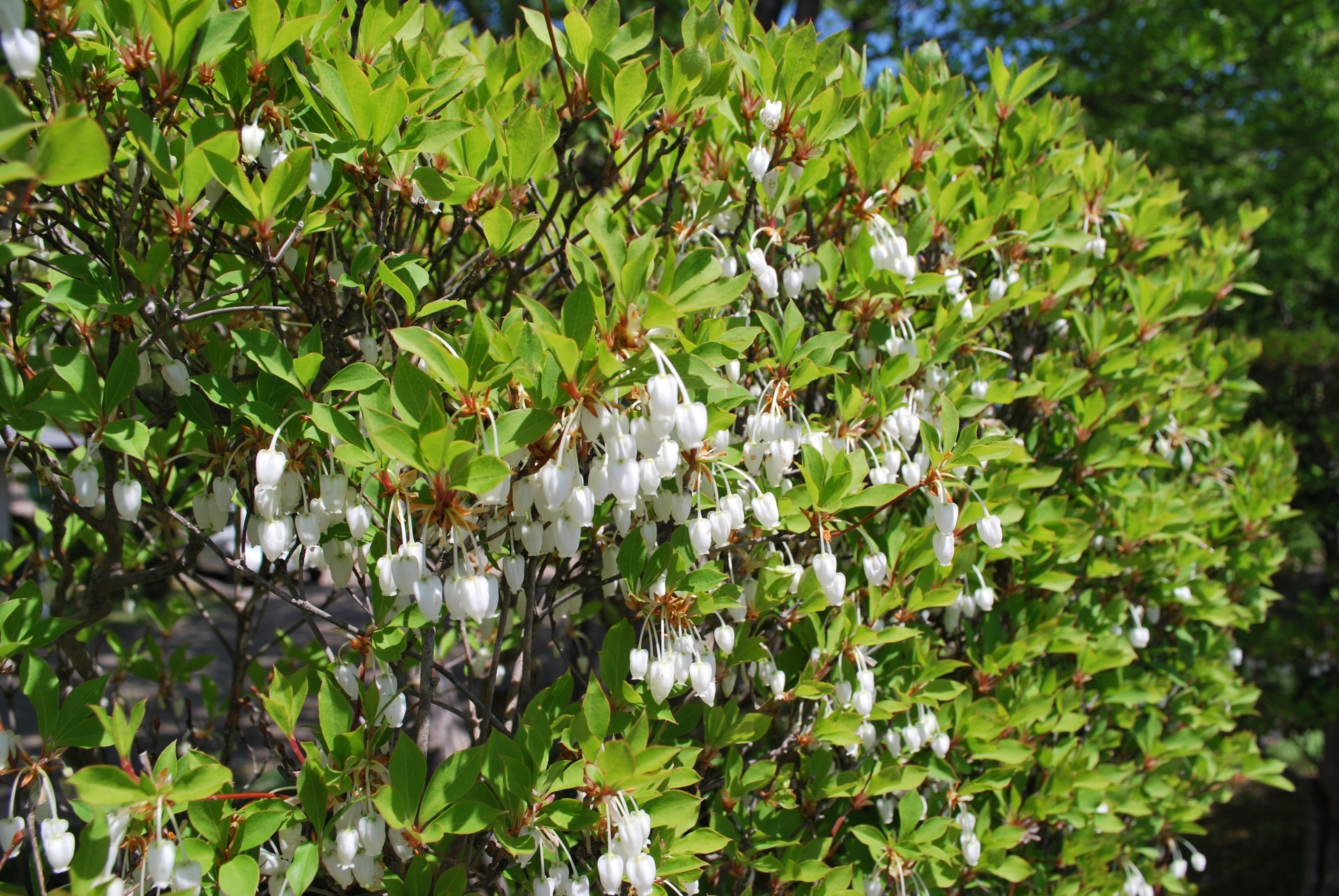 ドウダンツツジの仲間・種類