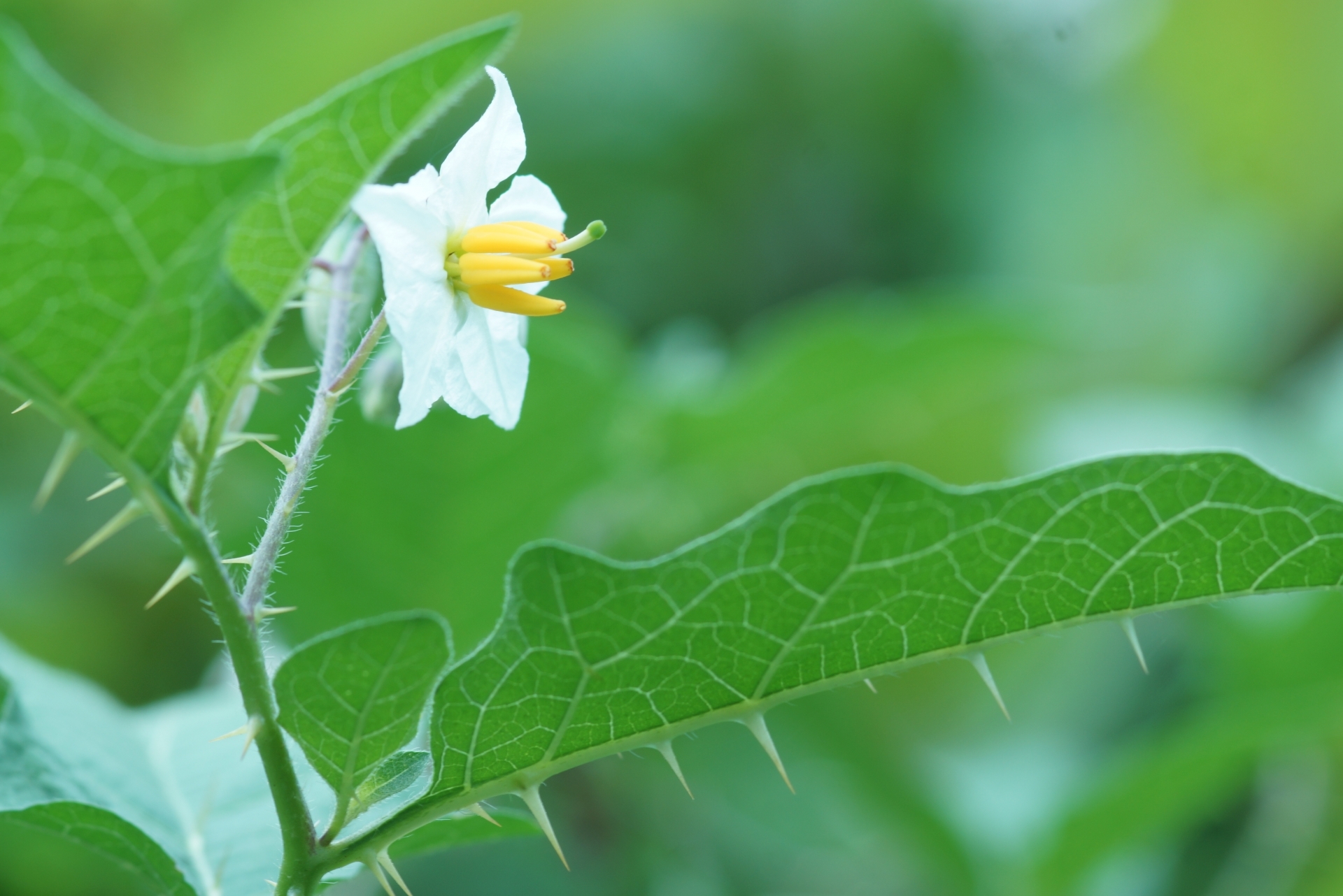 ワルナスビ 悪茄子 の育て方 と駆除