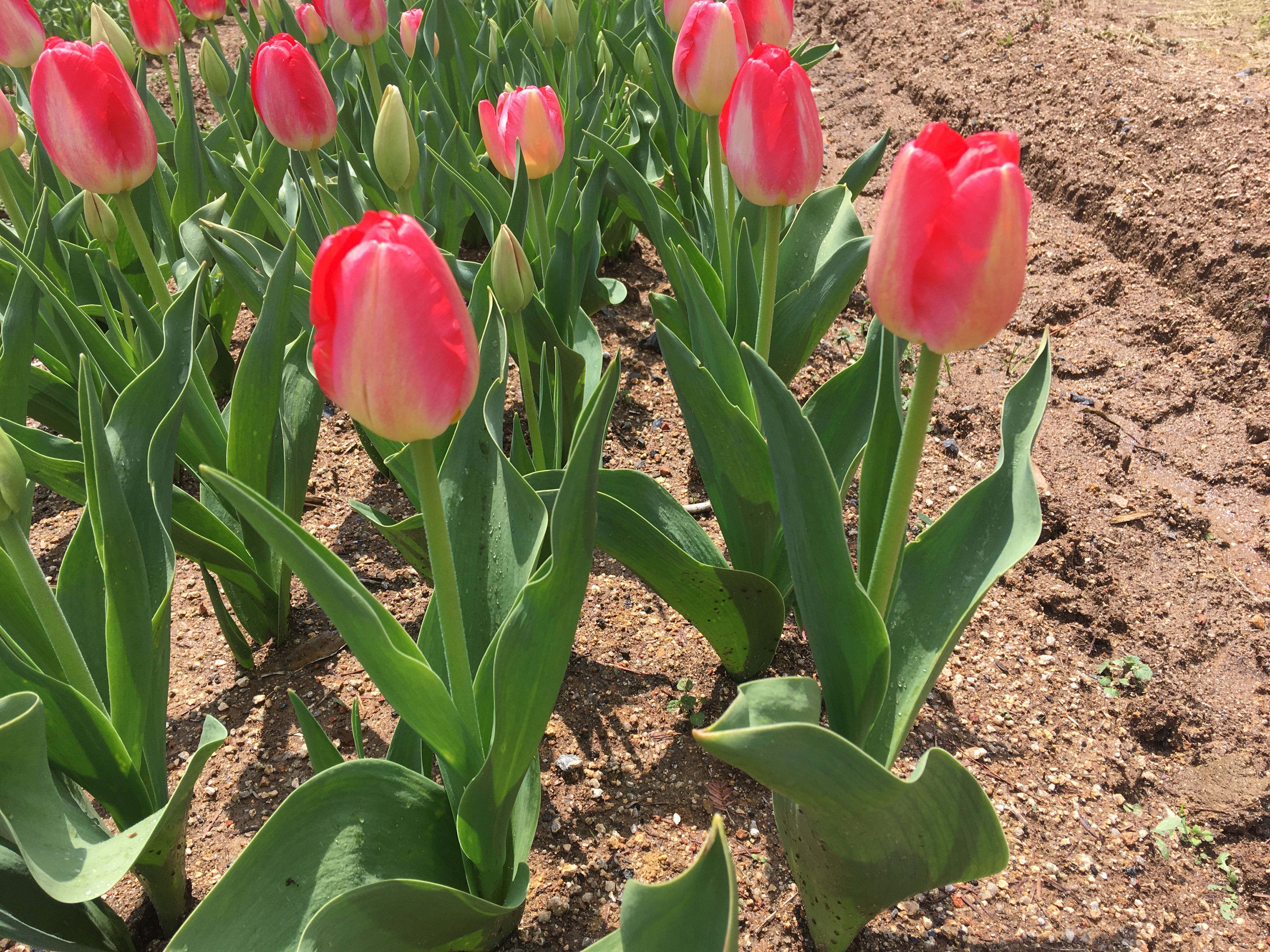 チューリップの育て方…花を長く楽しむコツは？