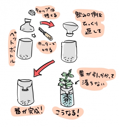 シソ（大葉）の水耕栽培の方法まとめ（ペットボトルで水耕栽培）:器を用意する