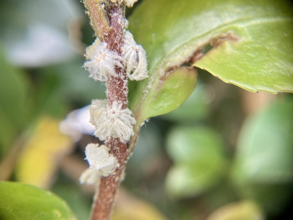 キンカン:チュウゴクアミガサハゴロモ