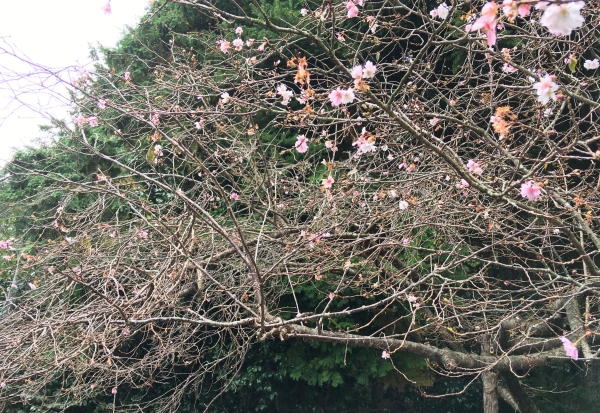 十月桜:十月桜の特徴は？