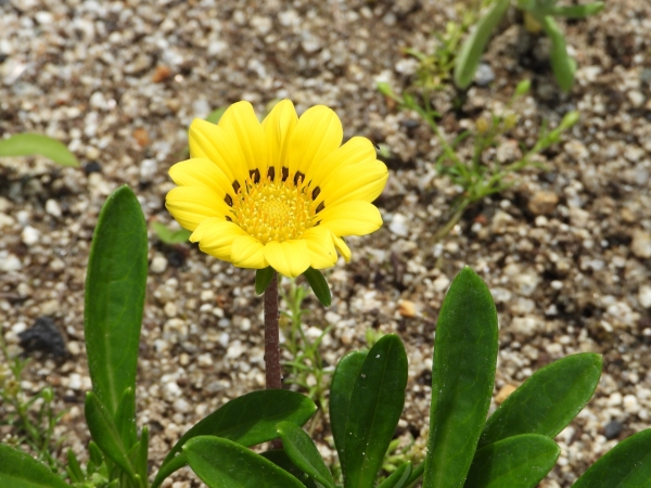 ガーベラに似ている花:ガザニア