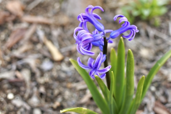 青い花が咲く植物一覧:ヒヤシンス