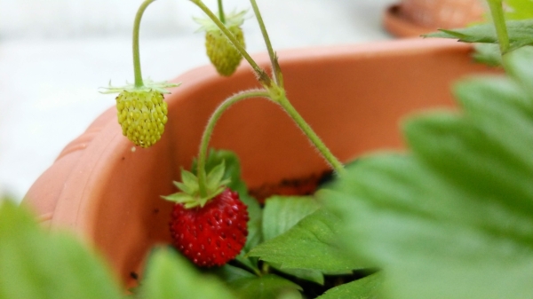家庭菜園の育てやすい野菜たち:イチゴ☆☆★★★