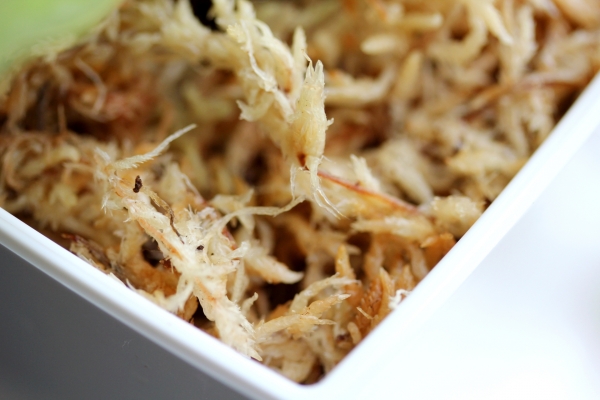 ミズゴケ 水苔 の使い方 ミズゴケ 水苔 の使い方